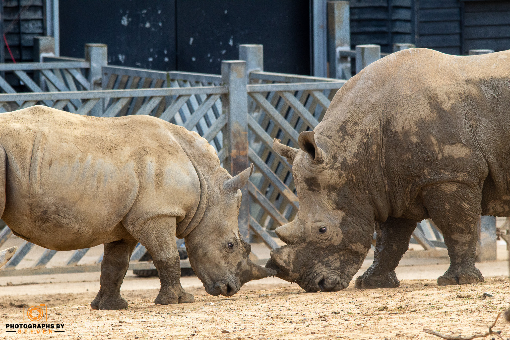 rhino — photograph by Steven