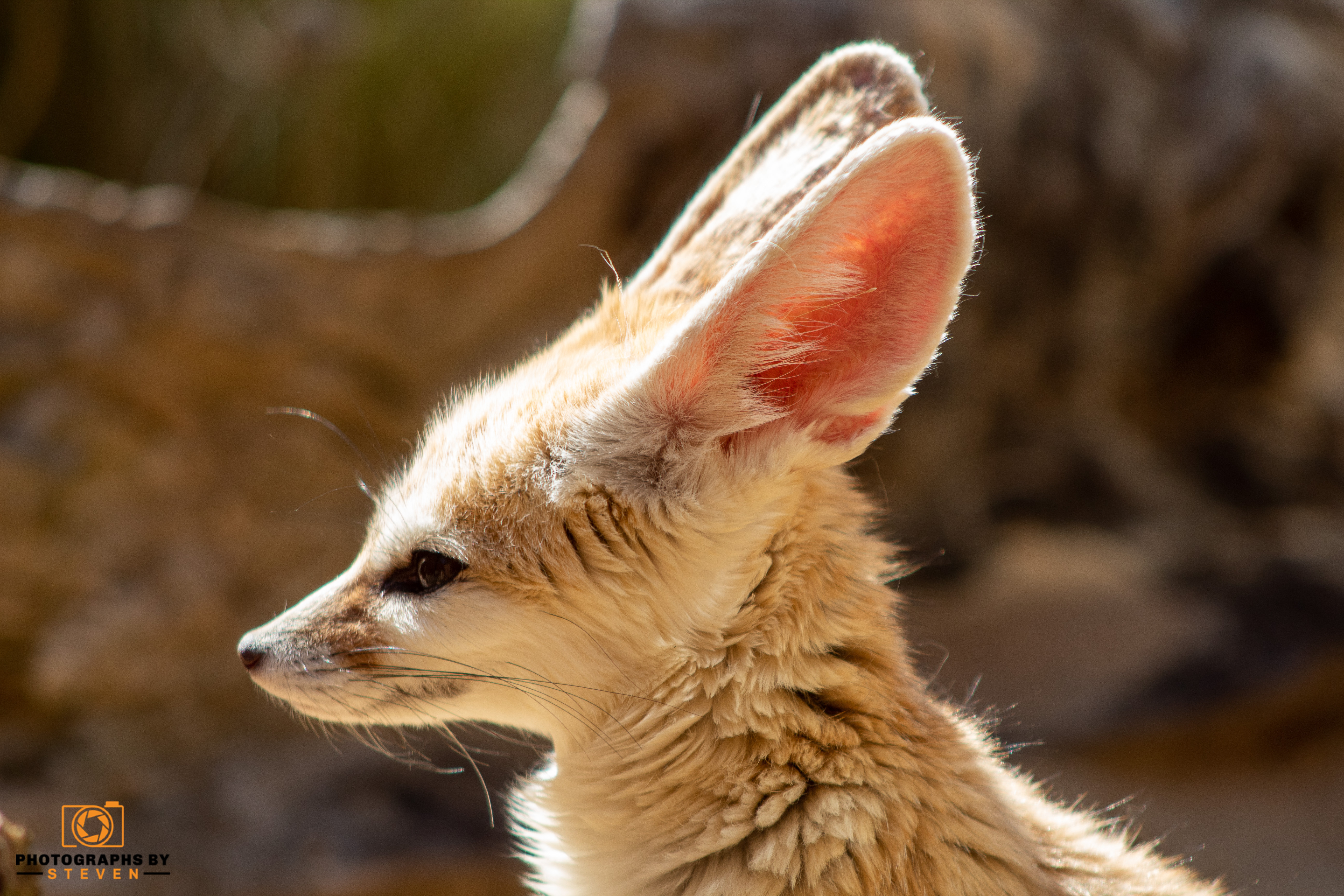 fennec fox — photograph by Steven