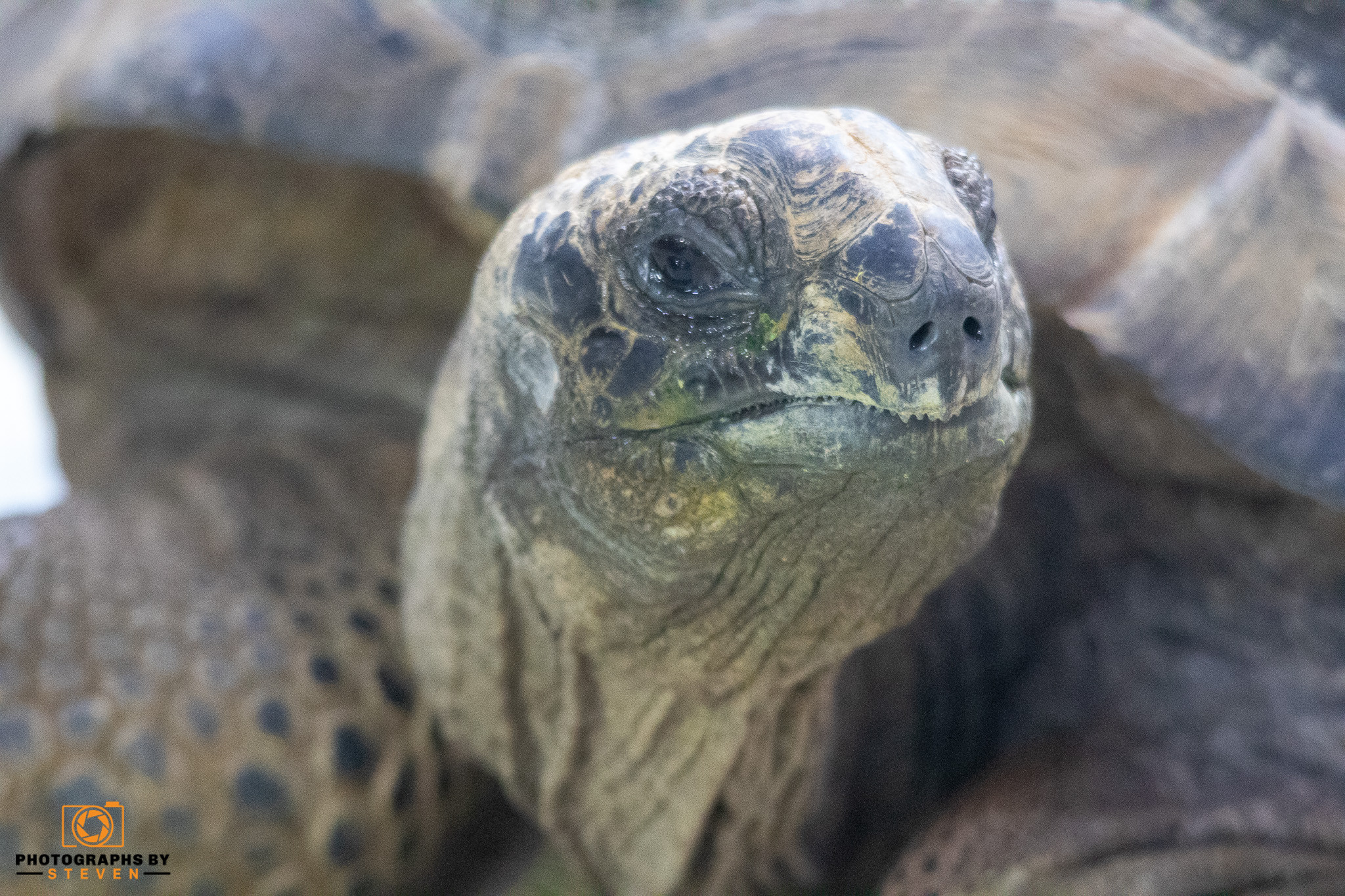 turtle — photograph by Steven