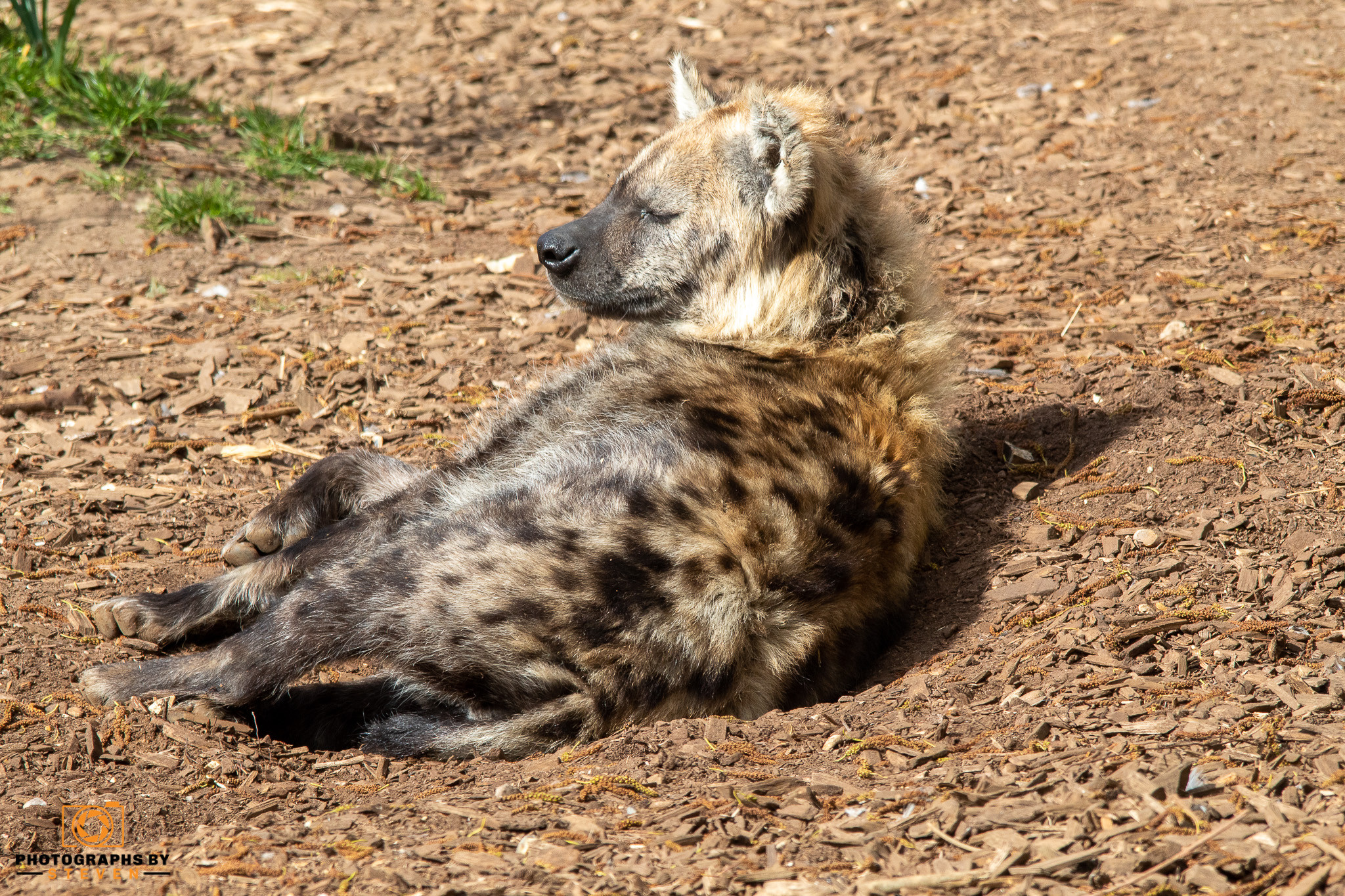 hyena — photograph by Steven
