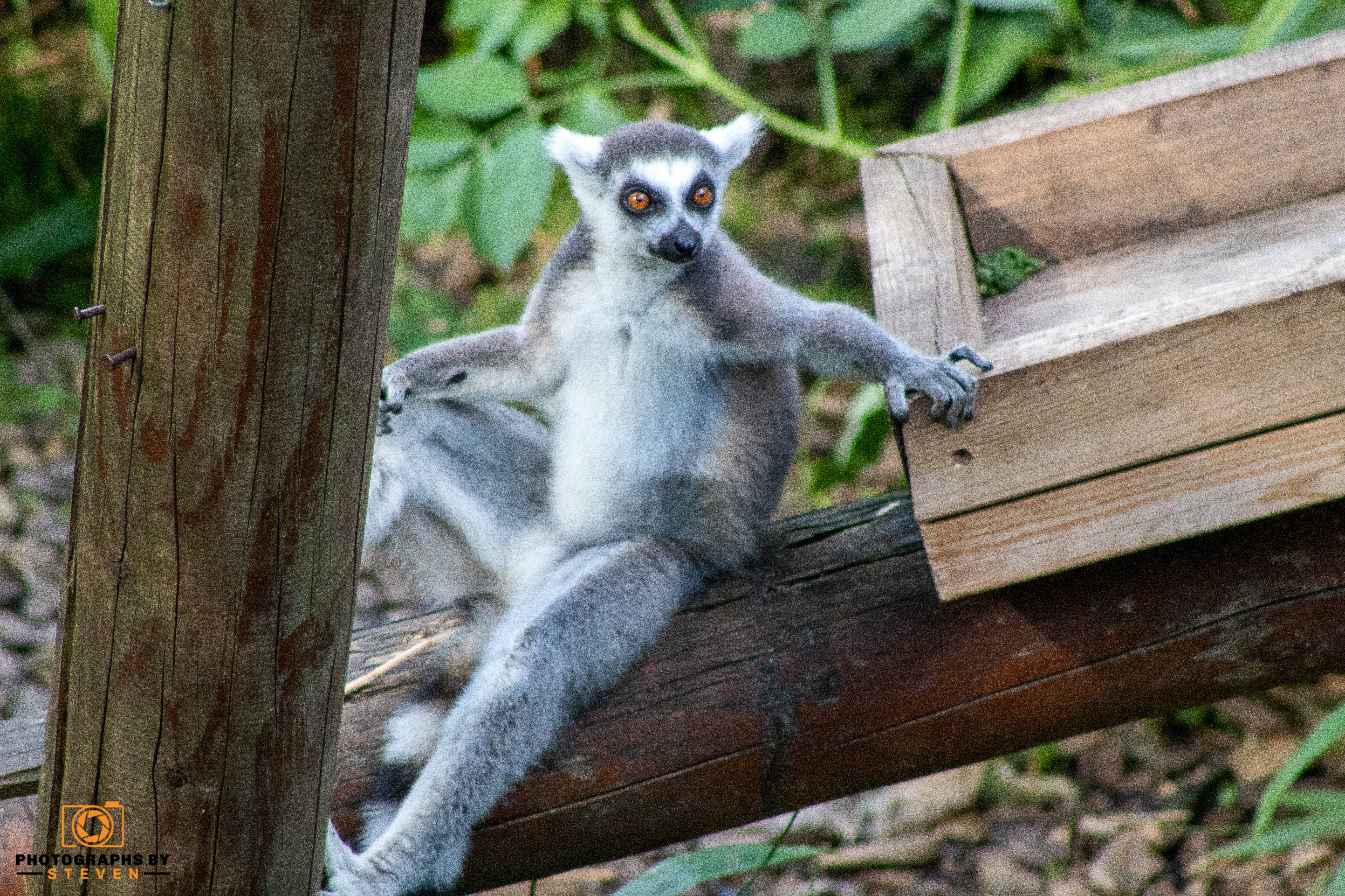 lemur — photograph by Steven