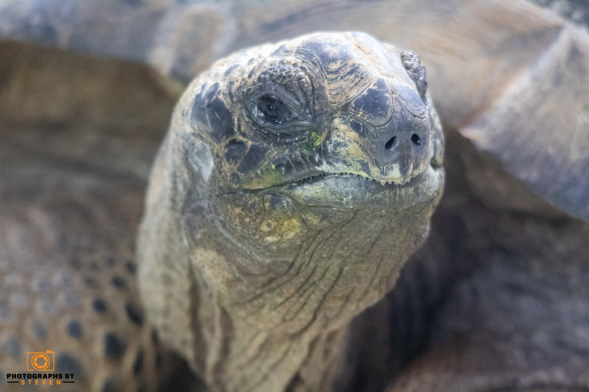 turtle — photograph by Steven