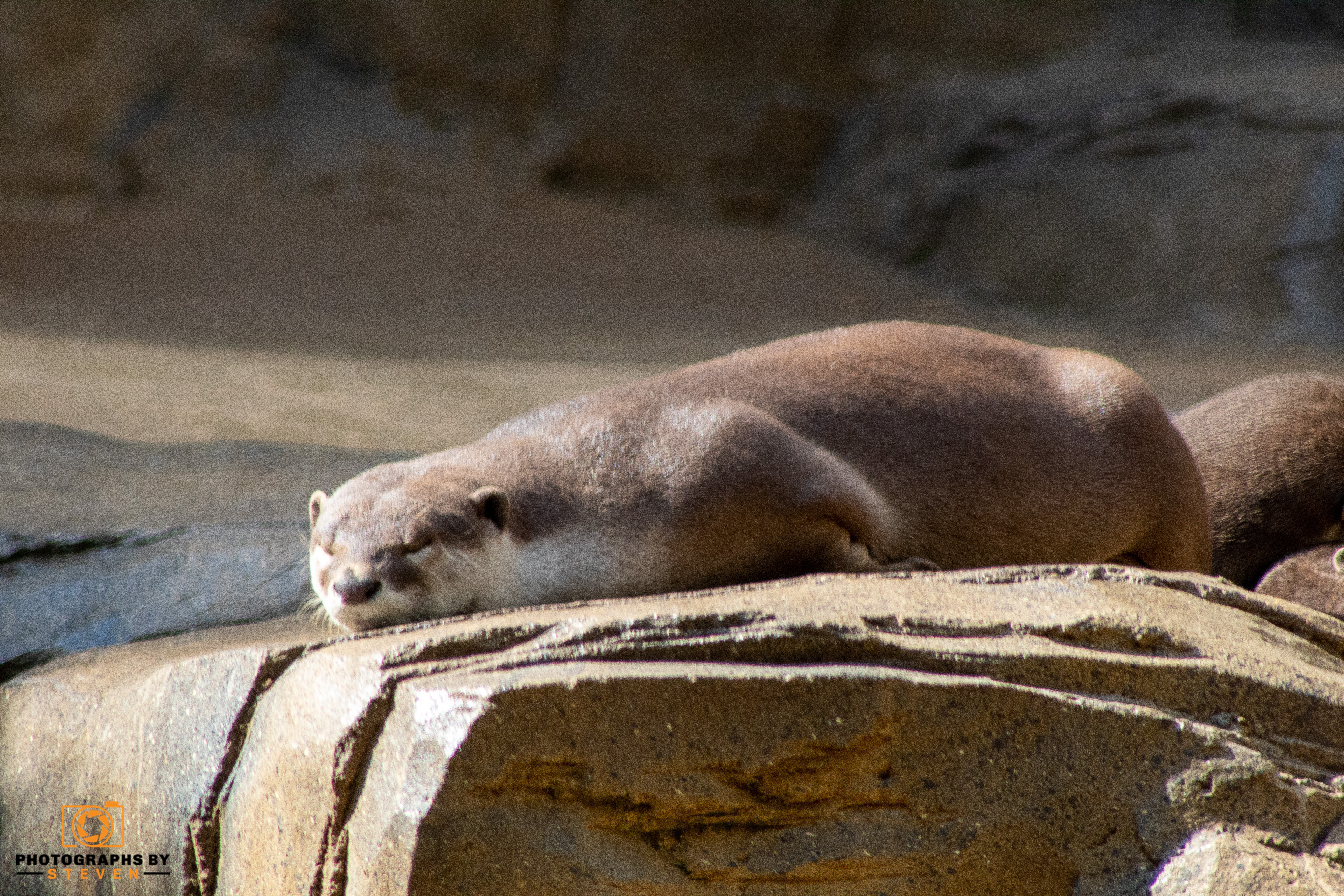 animal — photograph by Steven