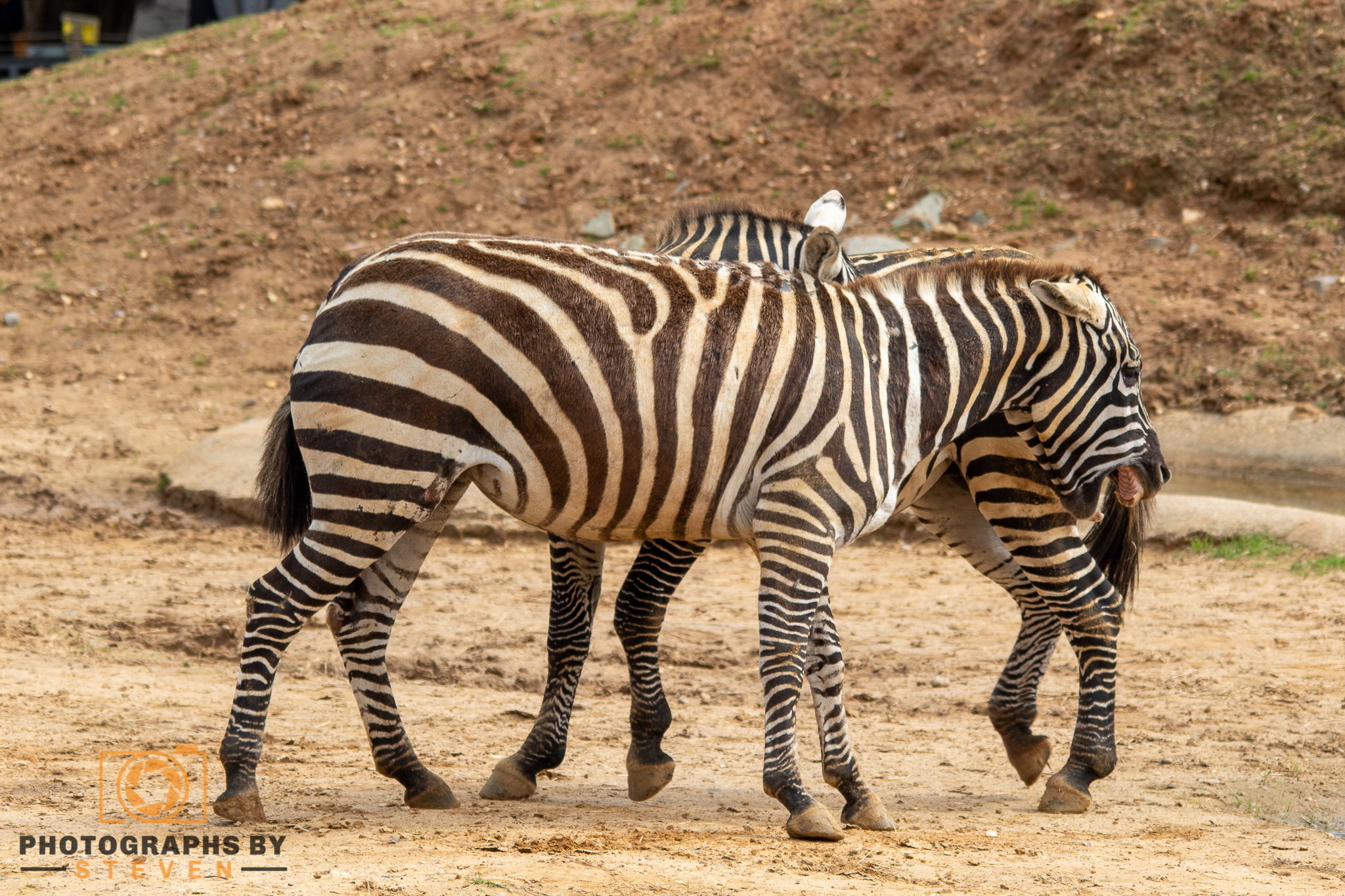 zebra — photograph by Steven