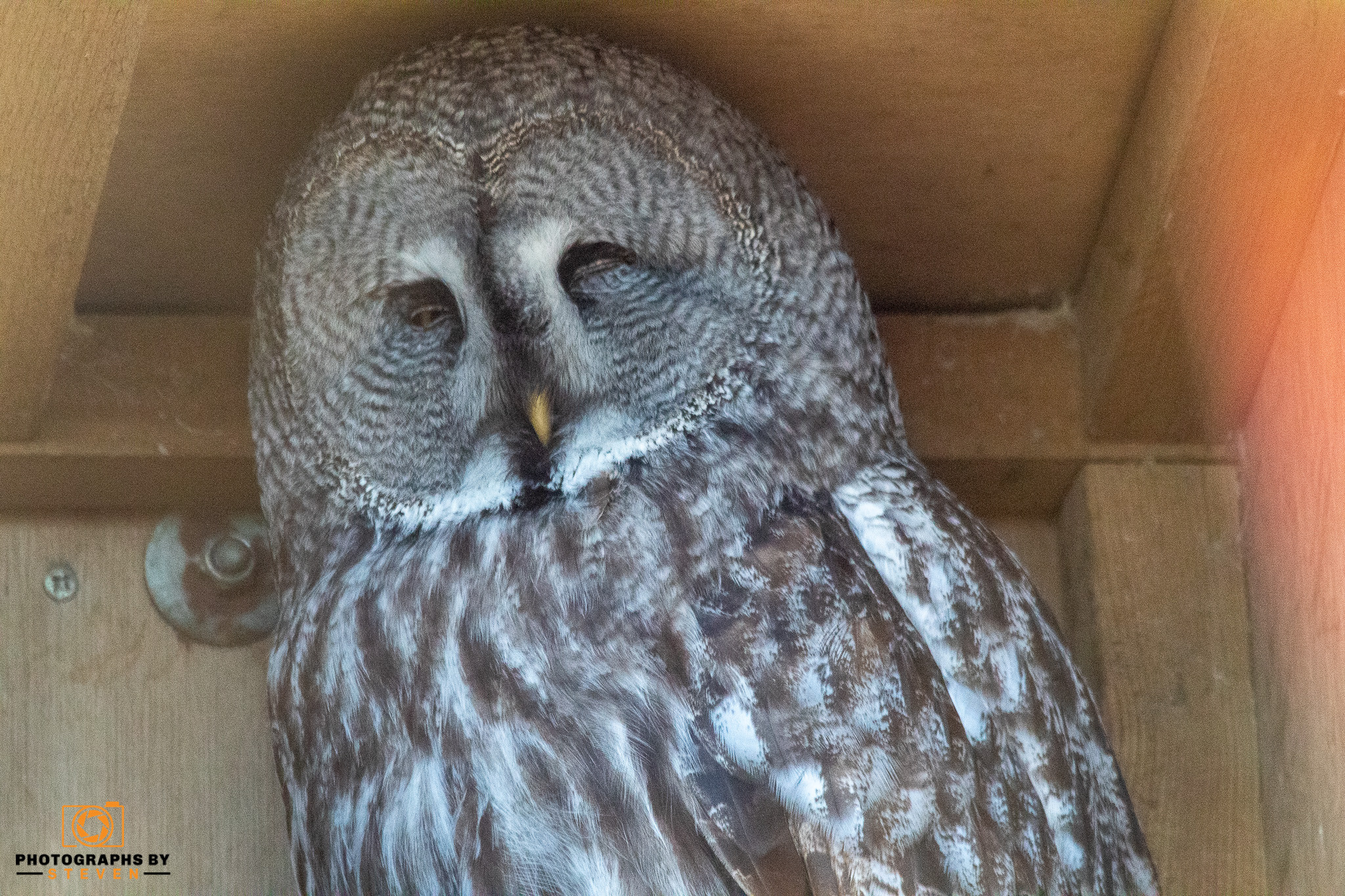 owl — photograph by Steven