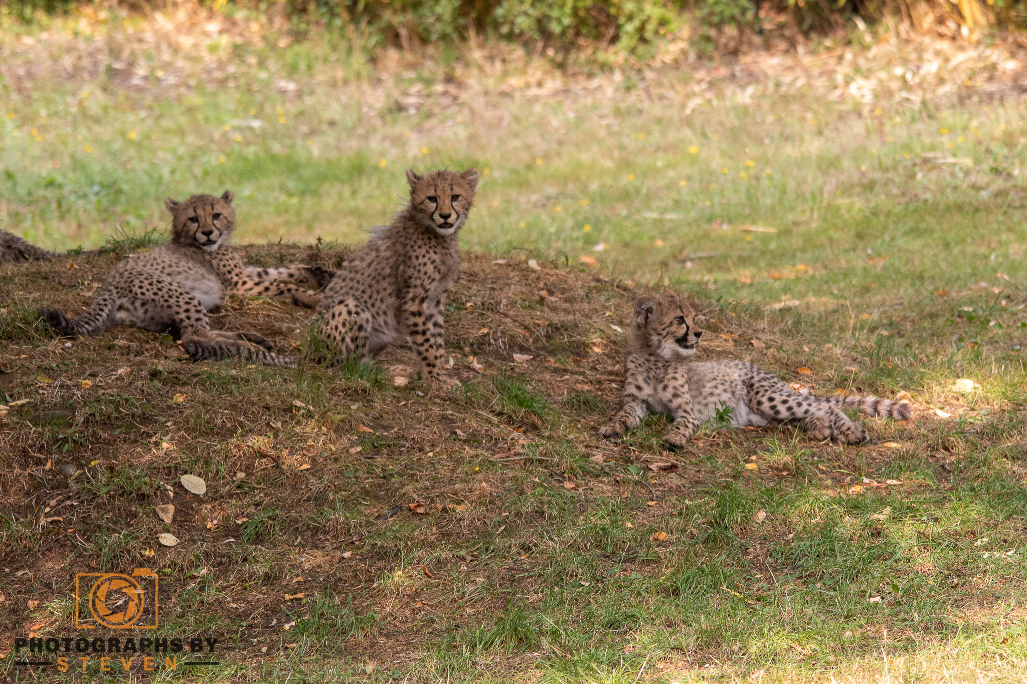 cheetah animal mammal wildlife 