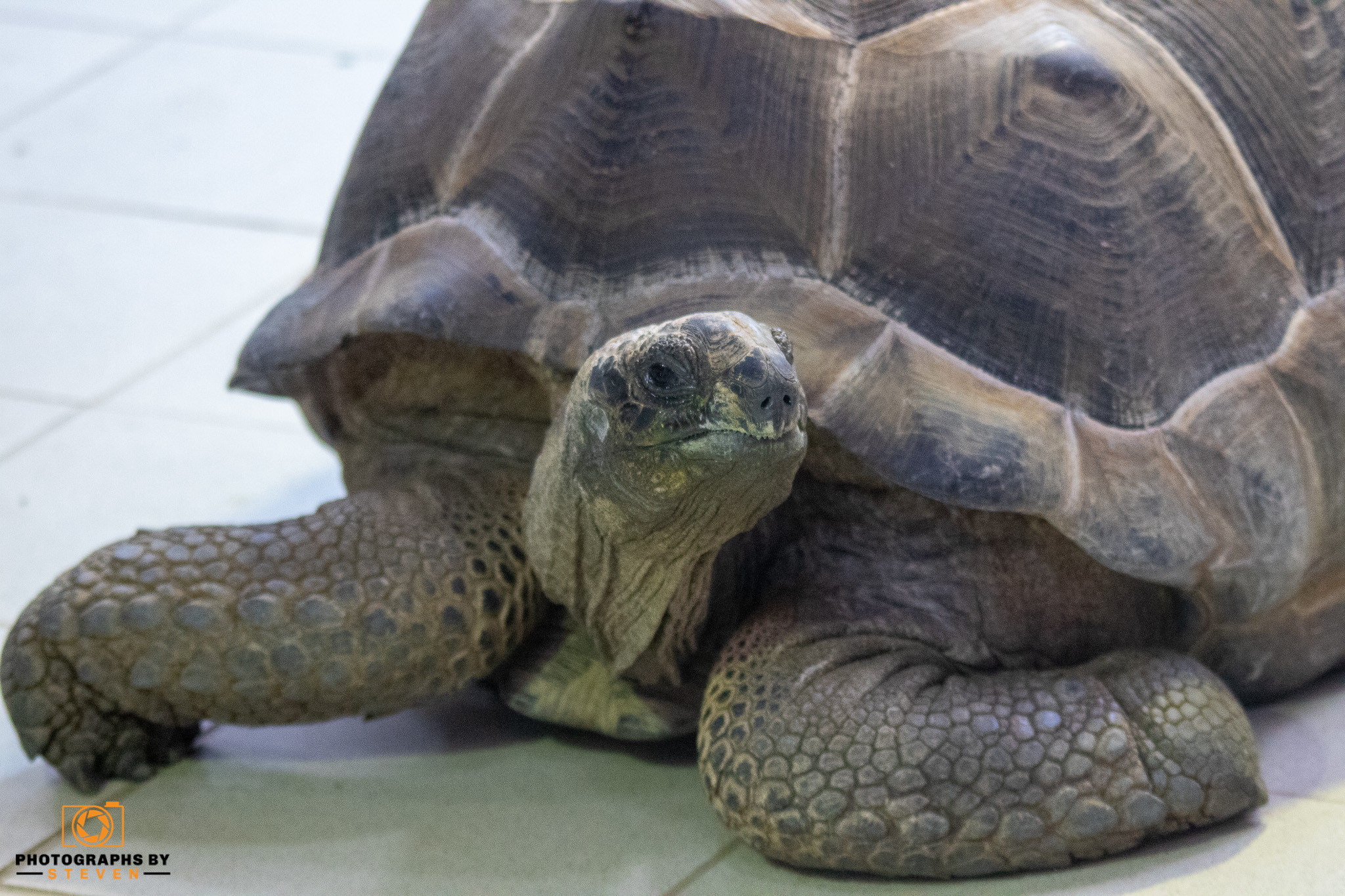 tortoise — photograph by Steven