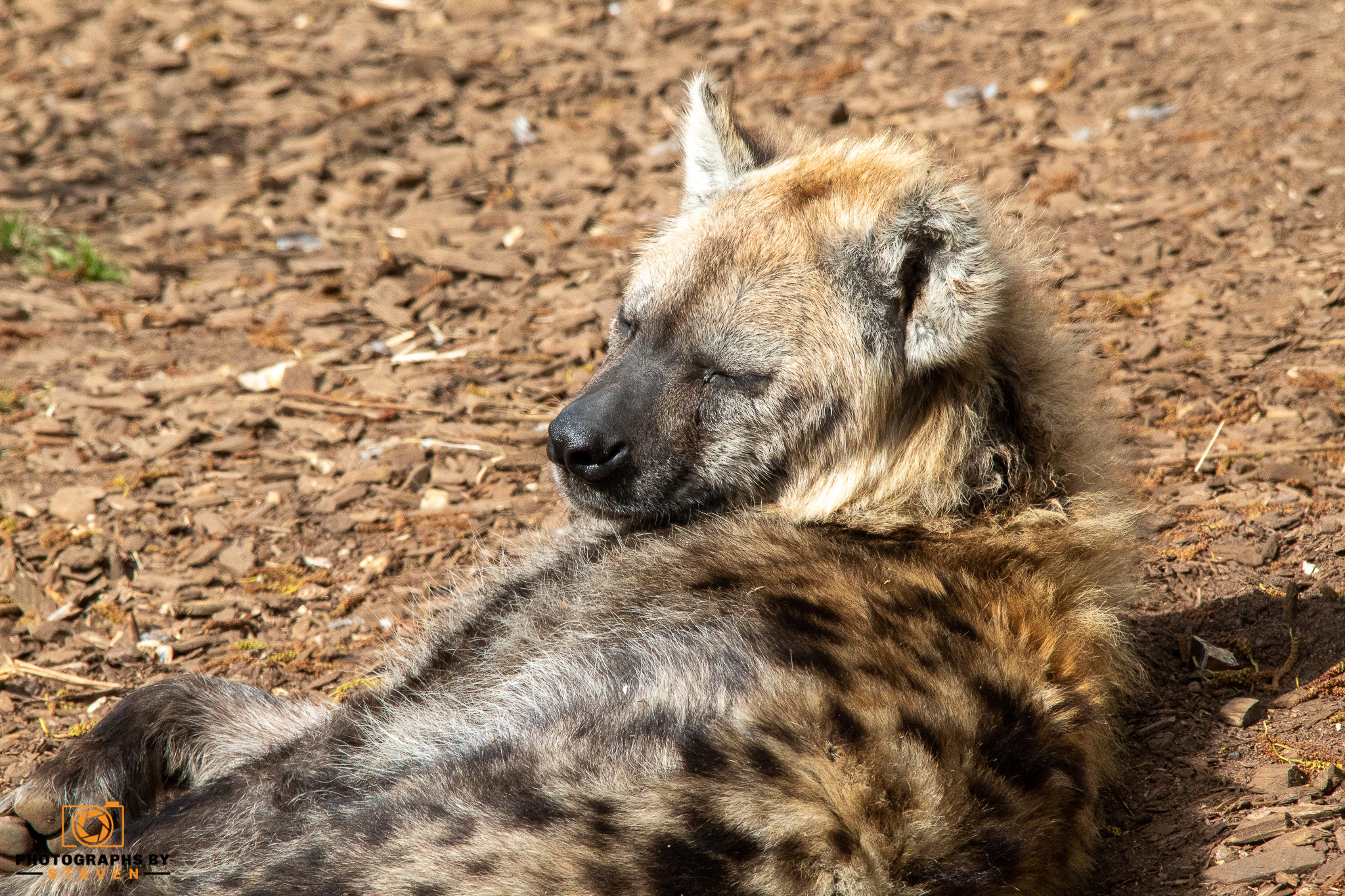 hyena — photograph by Steven