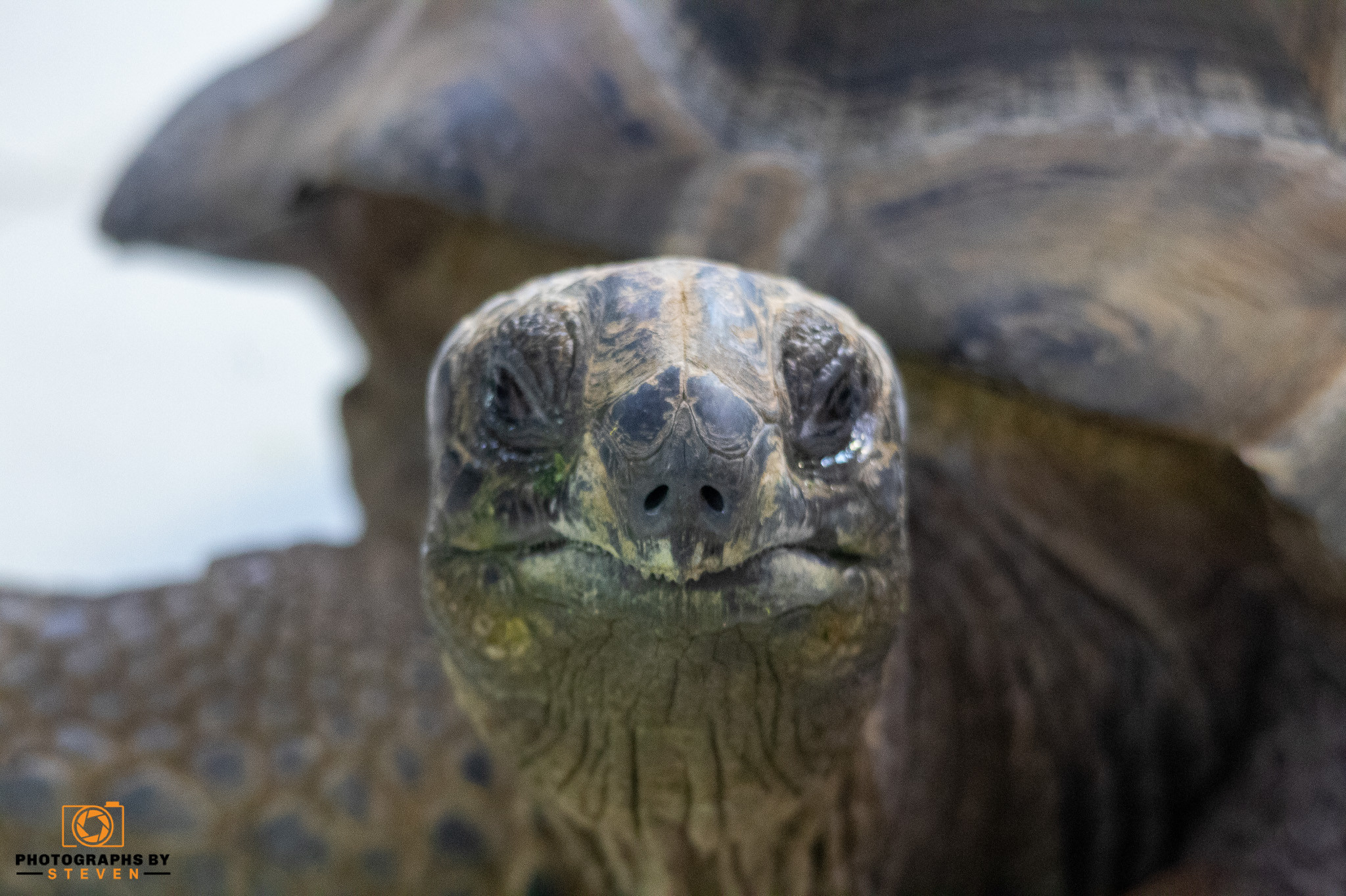 tortoise — photograph by Steven