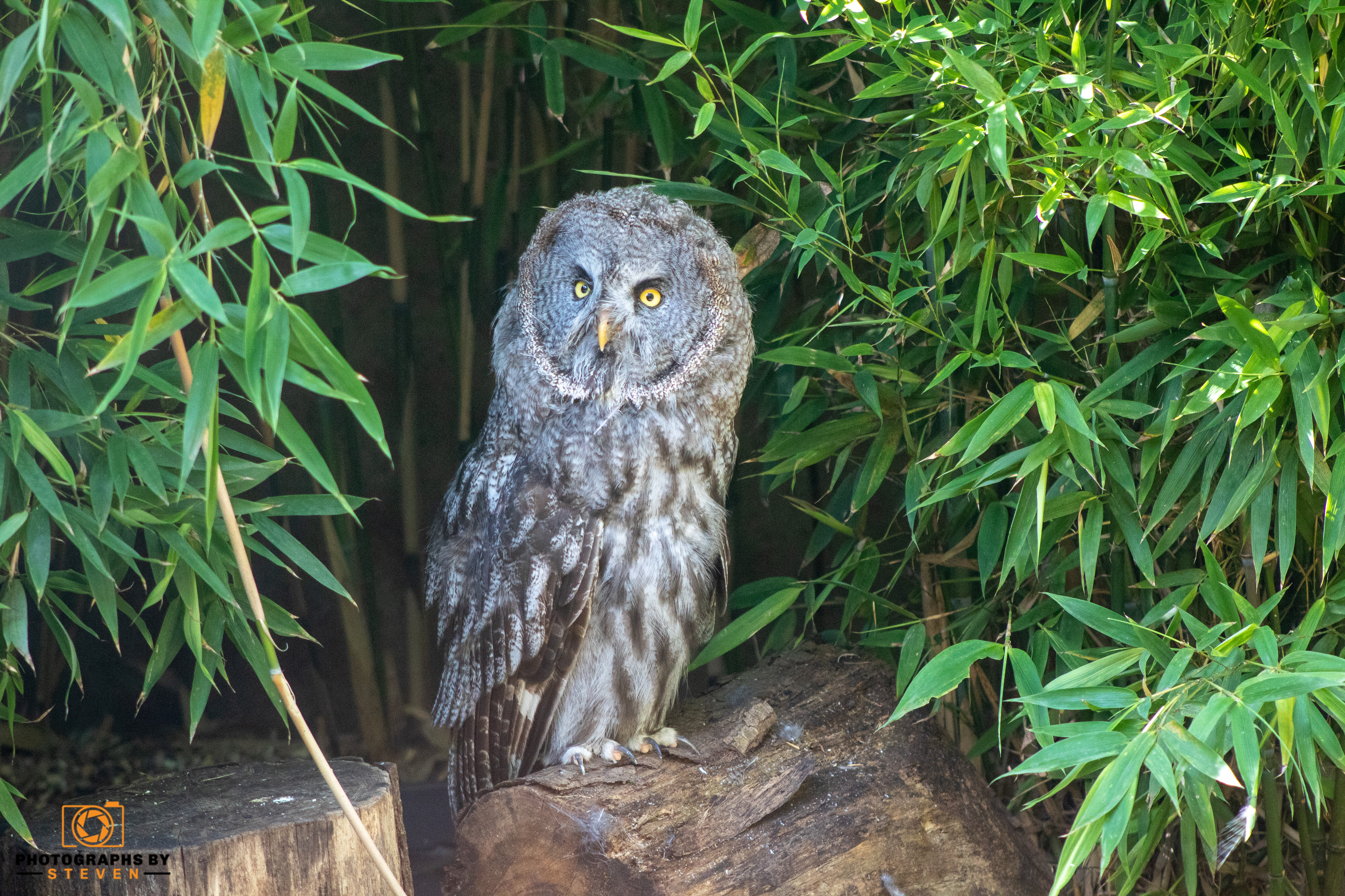 Photography — photograph by Steven