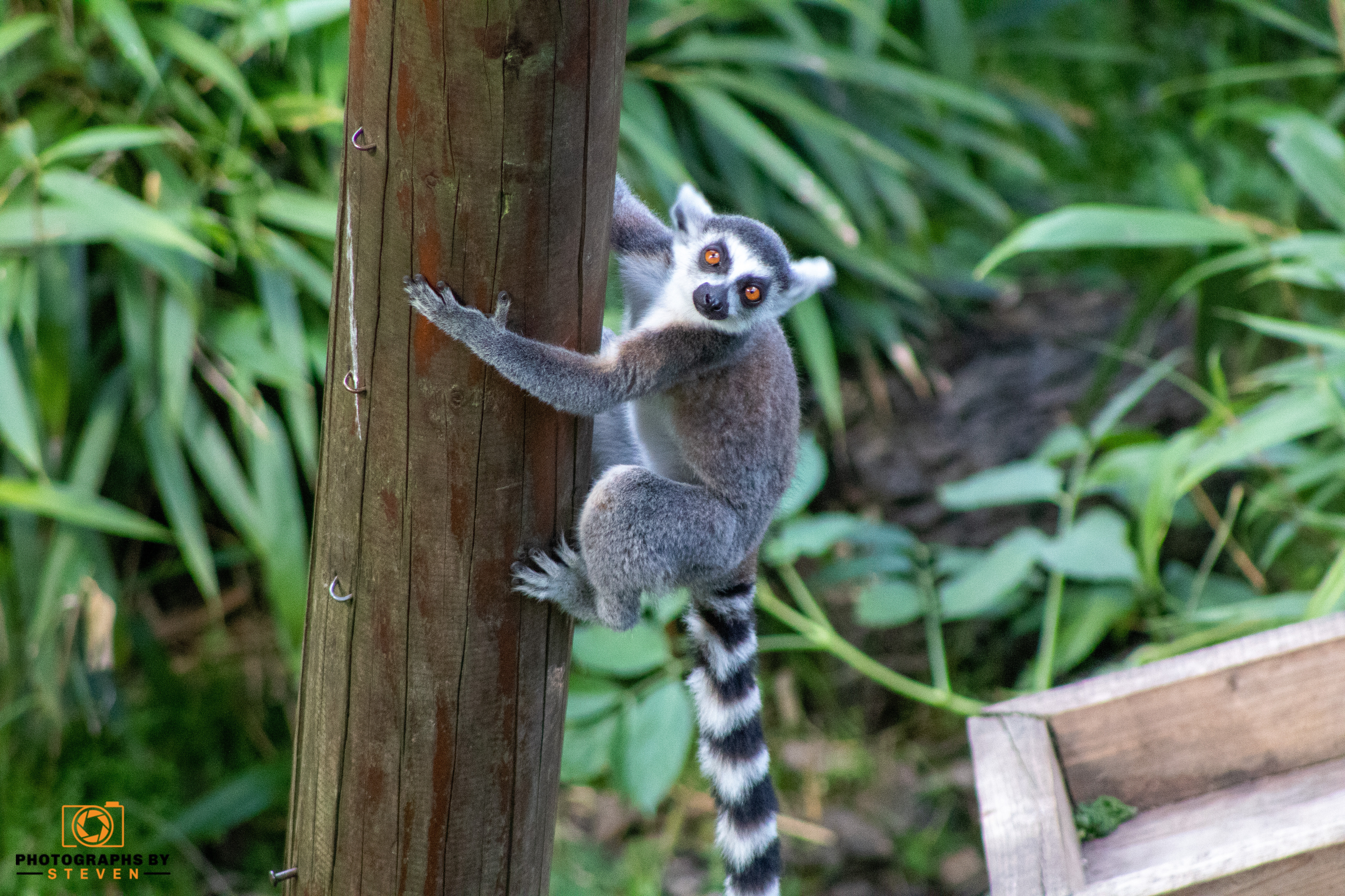 lemur — photograph by Steven