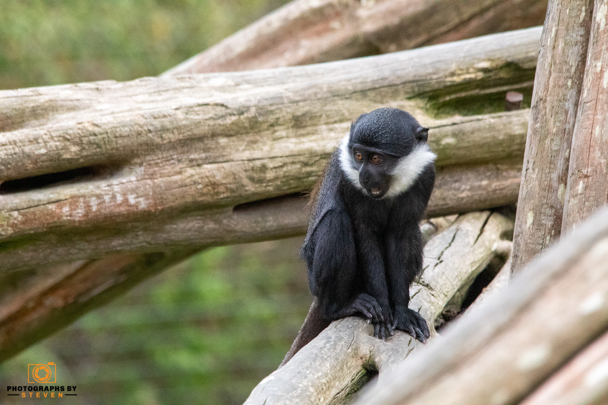animal — photograph by Steven