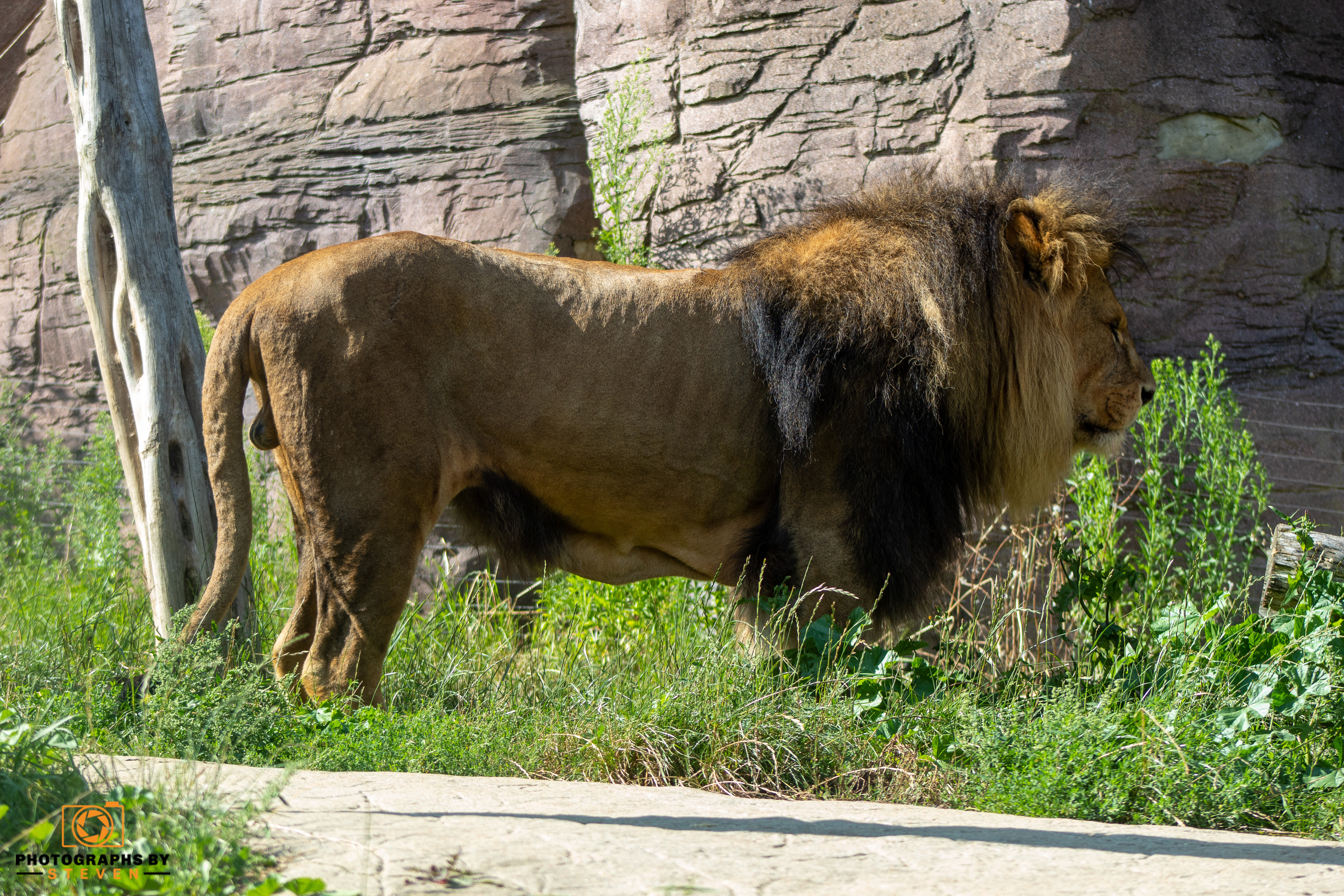 animal — photograph by Steven