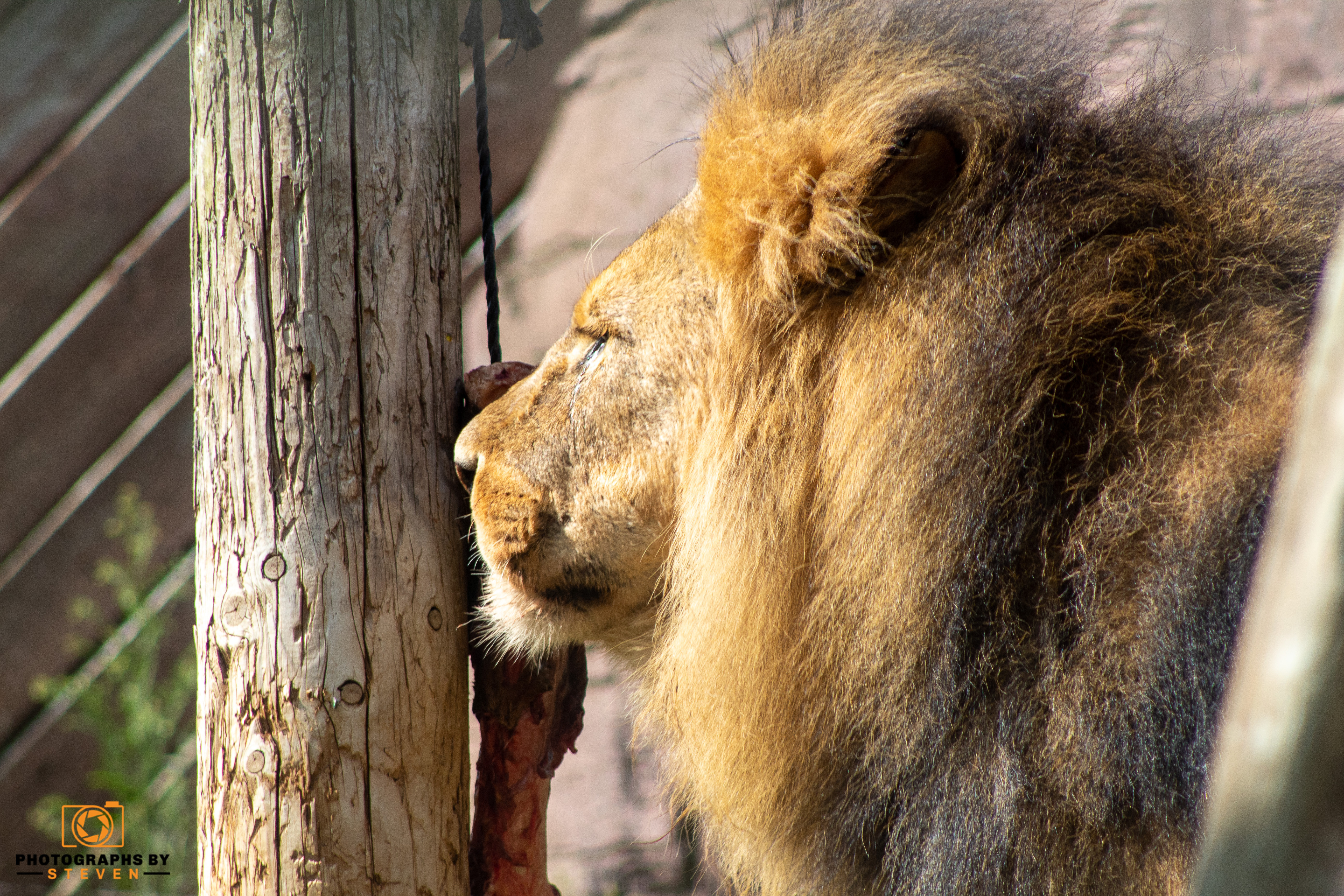 wildlife — photograph by Steven