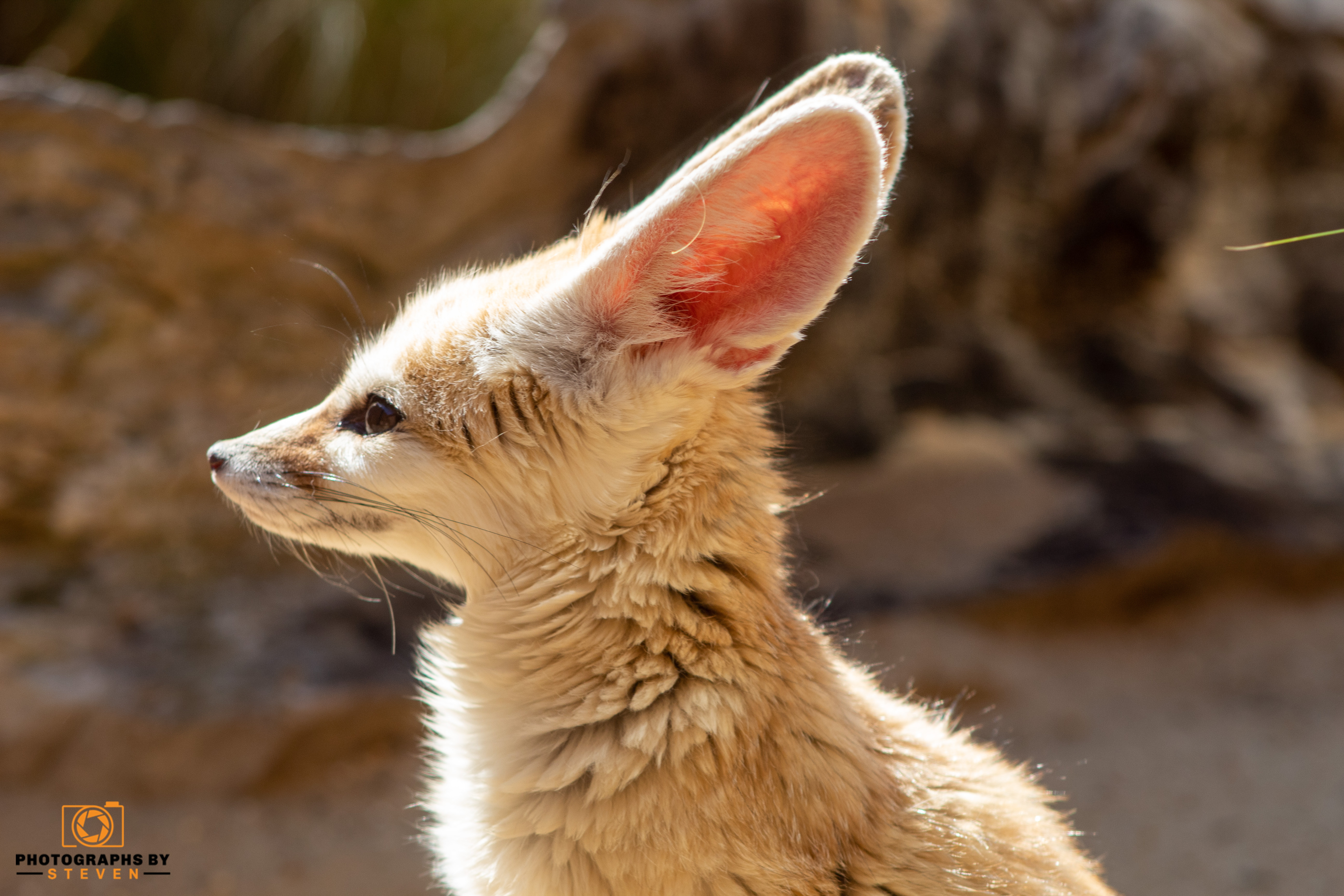 fennec fox — photograph by Steven