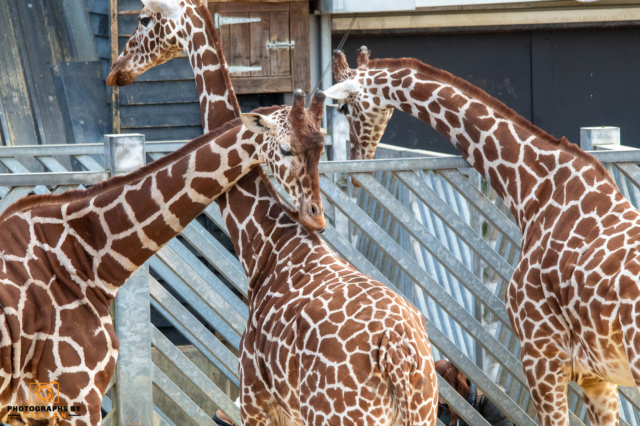 giraffe — photograph by Steven