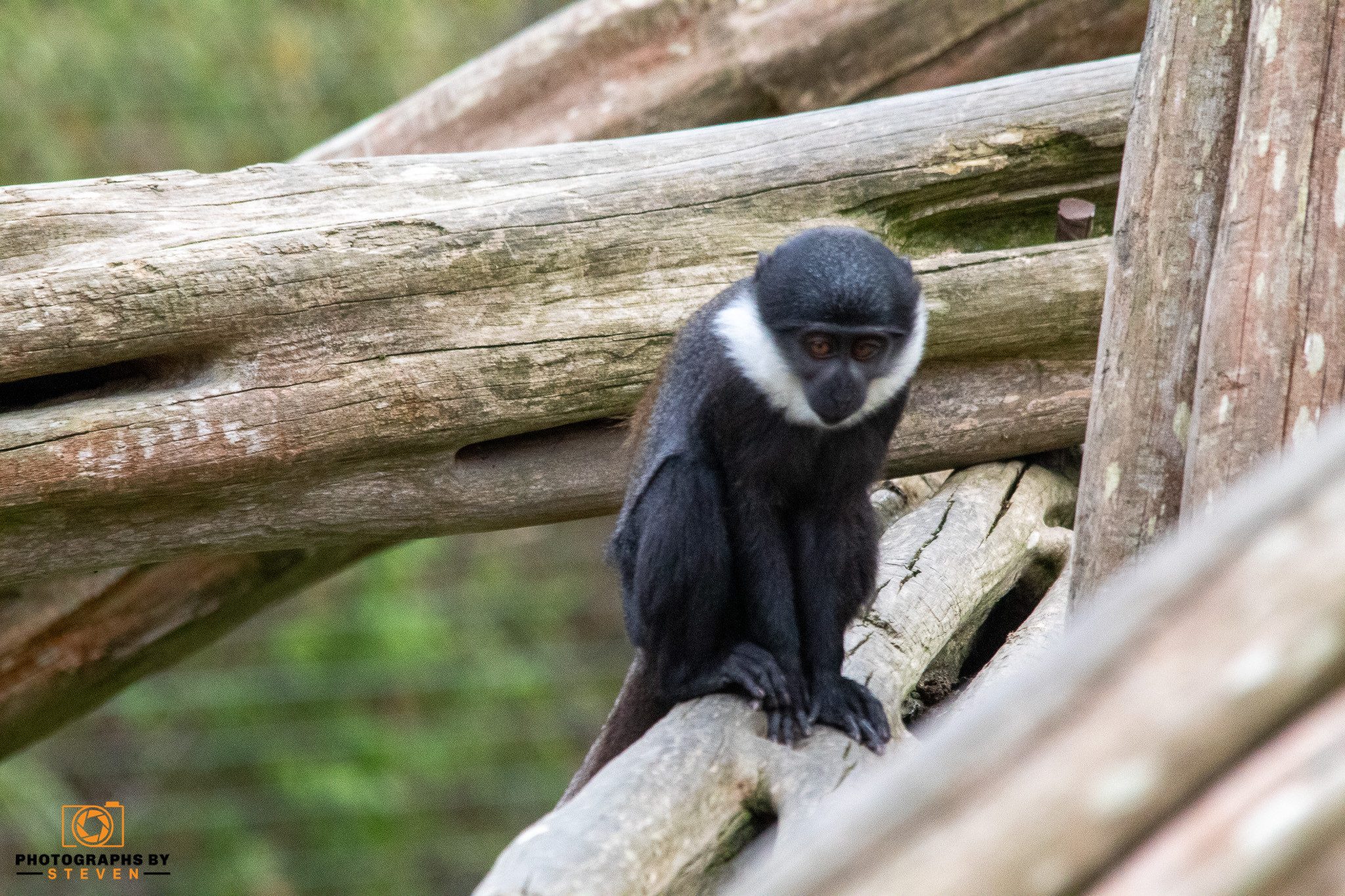 animal — photograph by Steven