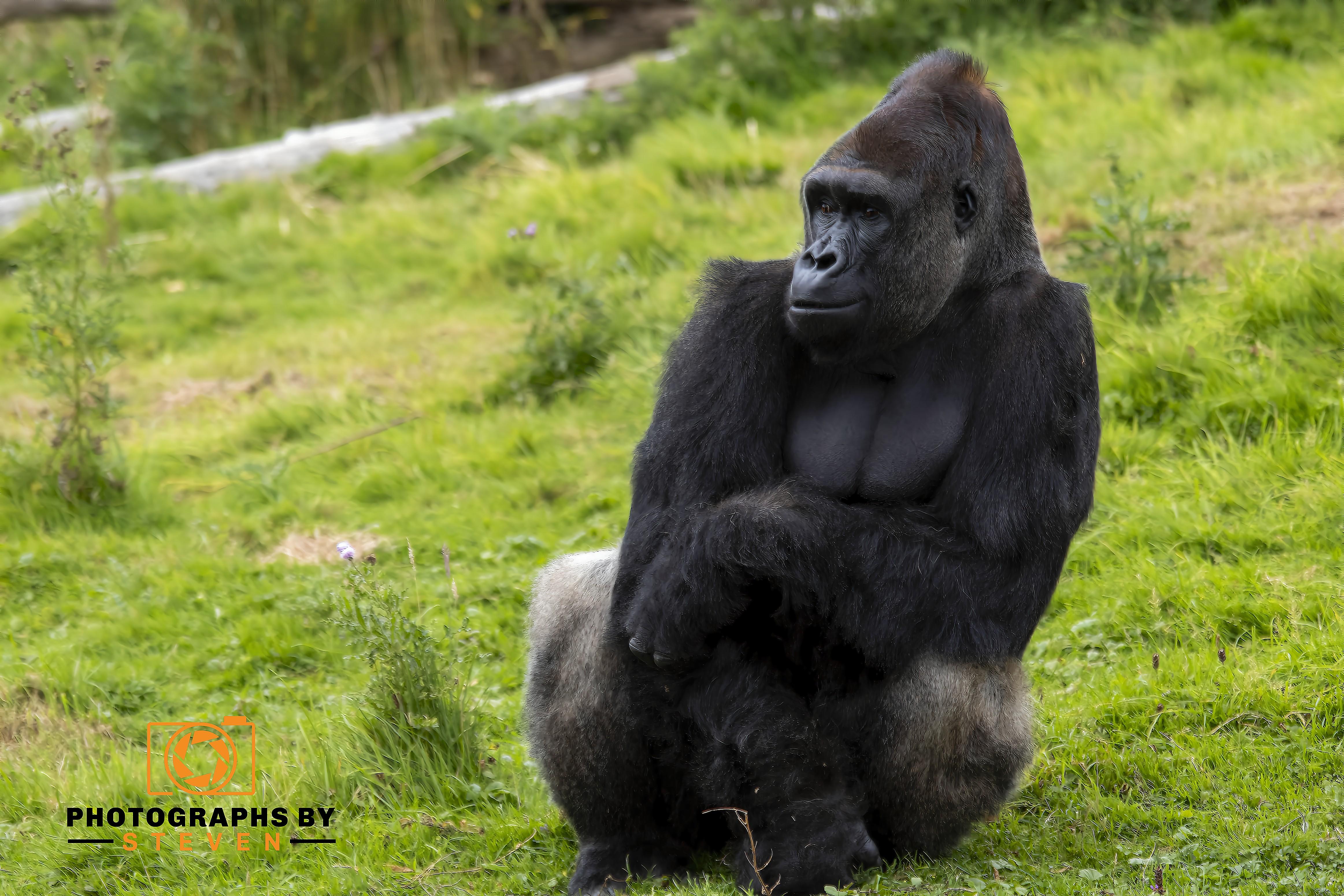 Gorilla 11