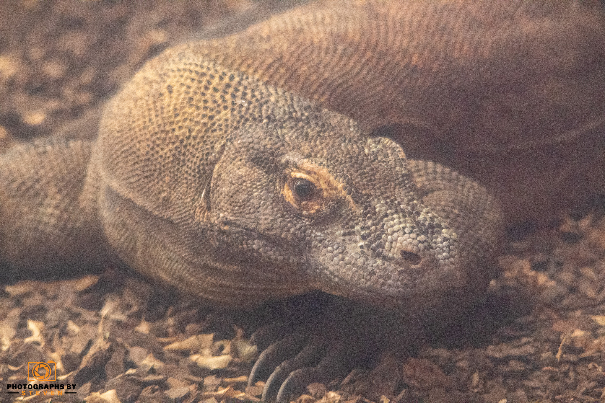 dragon — photograph by Steven