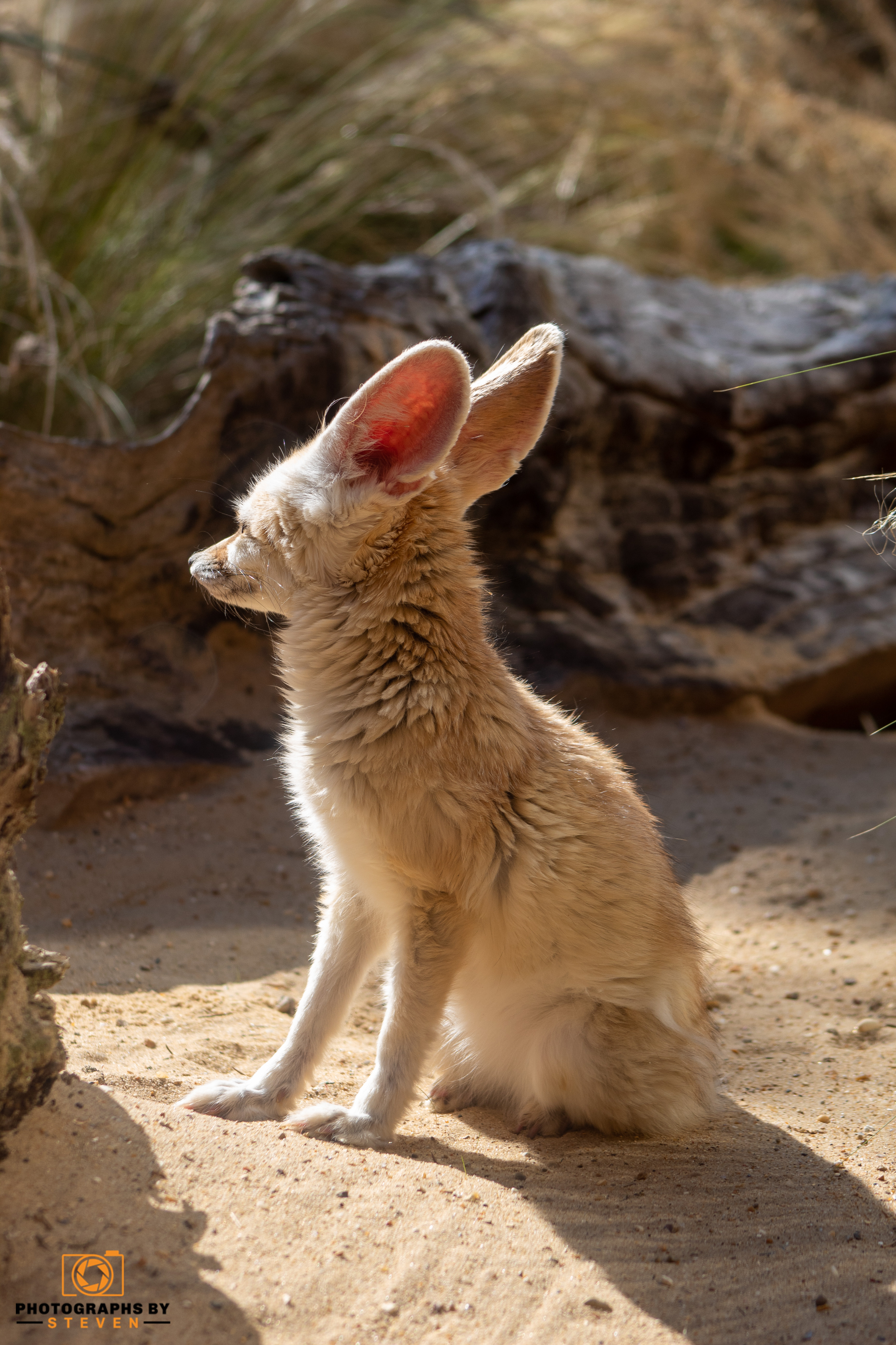 fennec fox — photograph by Steven