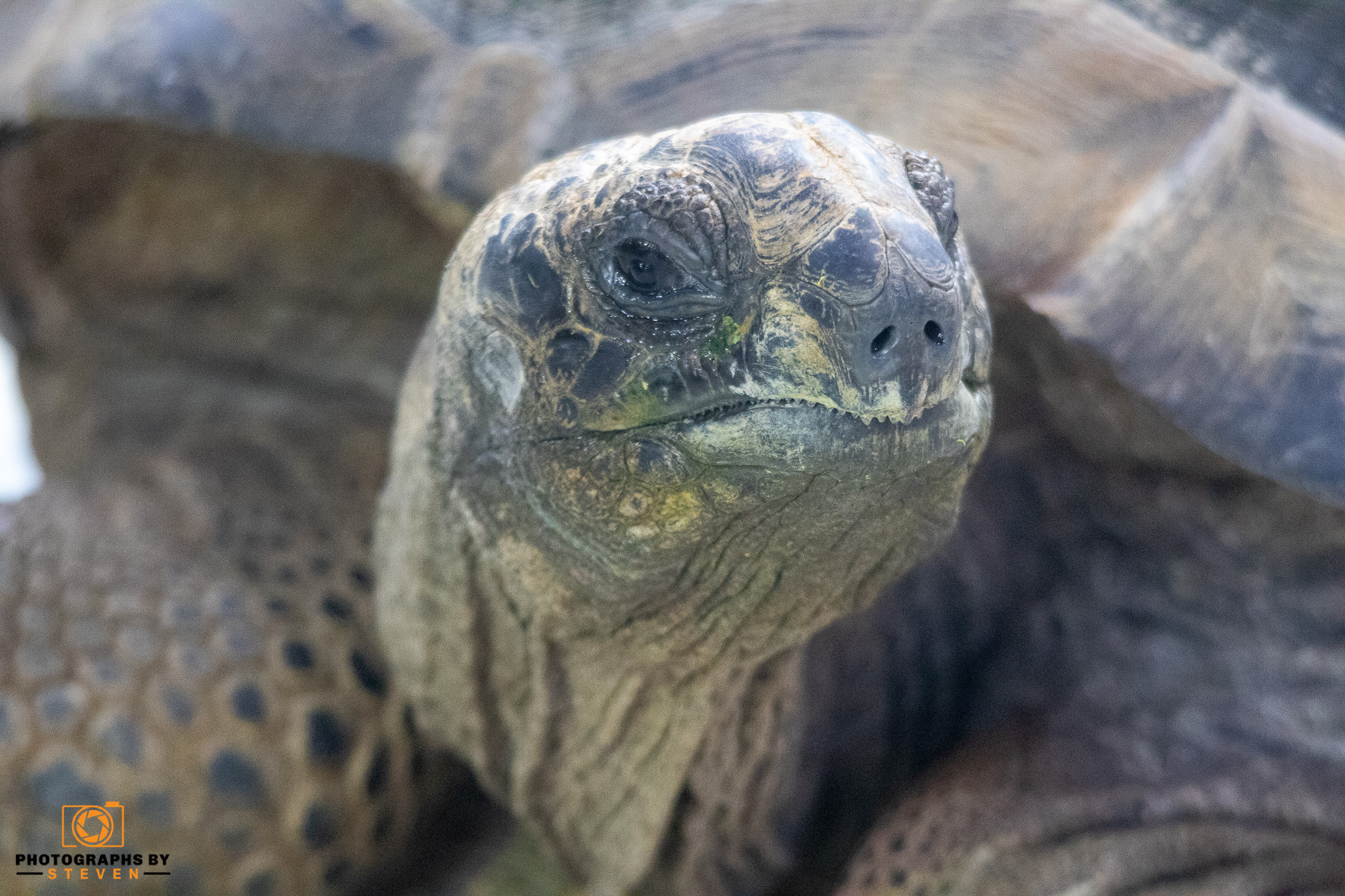 turtle — photograph by Steven