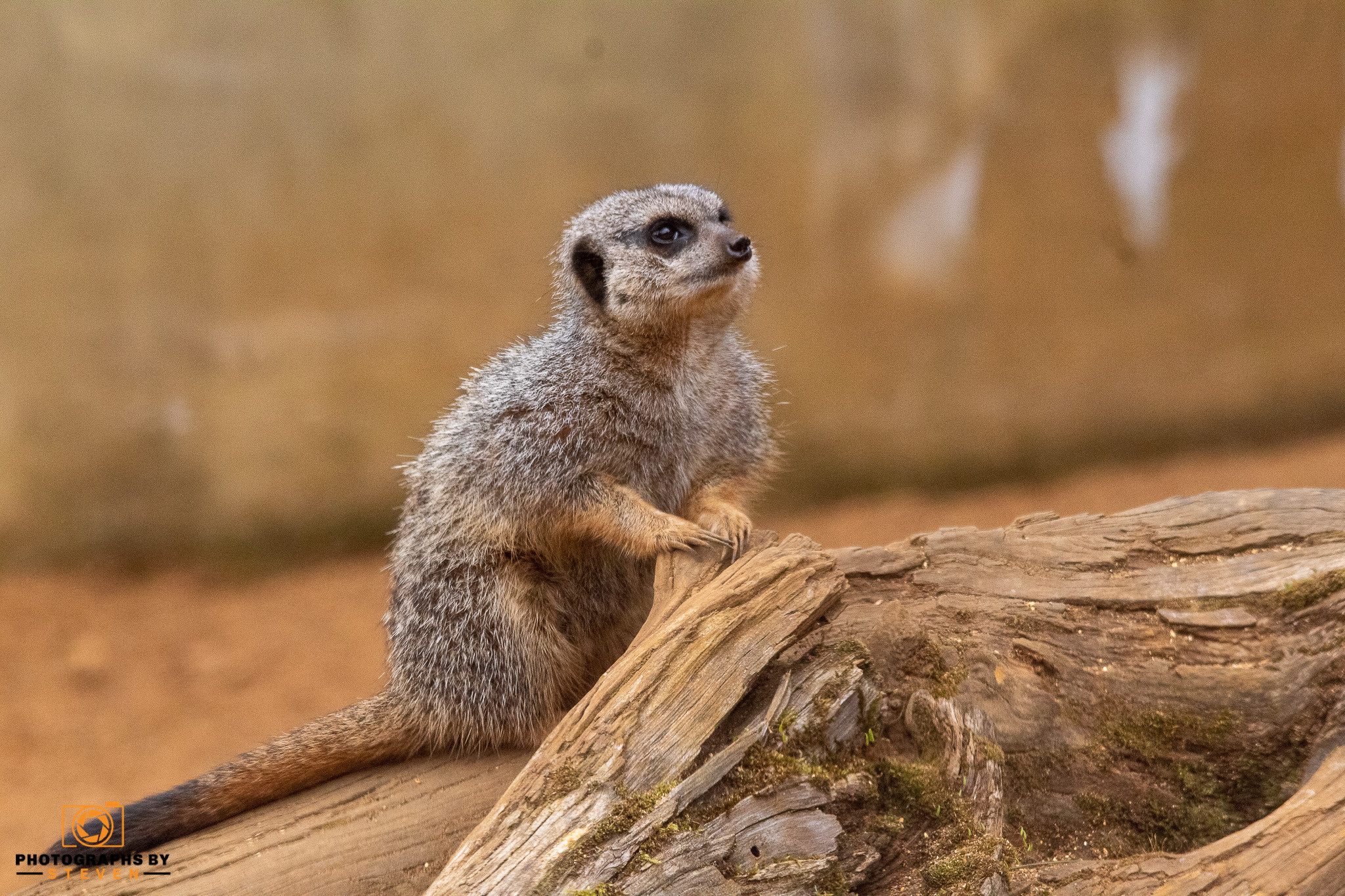 Photographs by Steven | Meerkat
