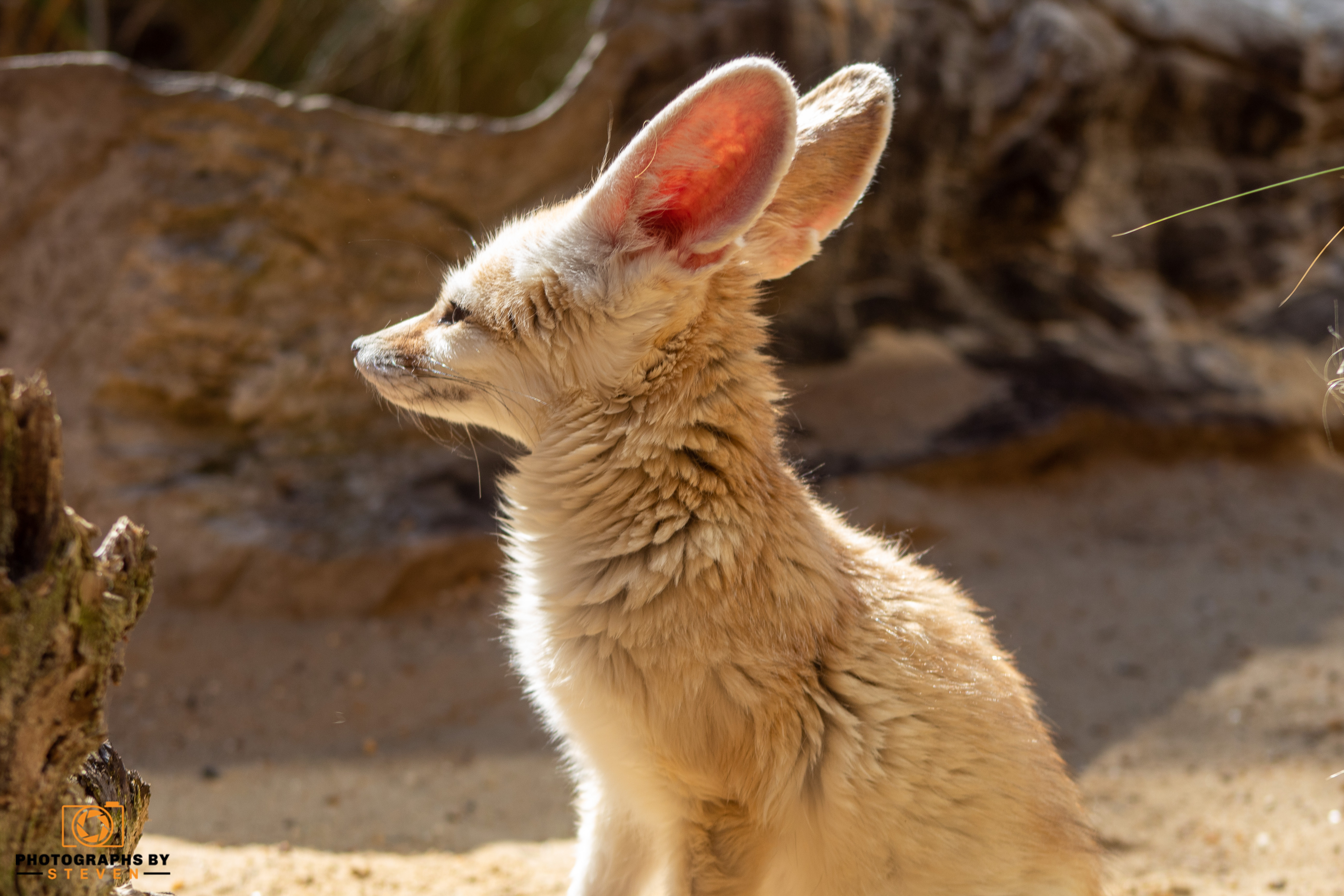 fennec fox — photograph by Steven