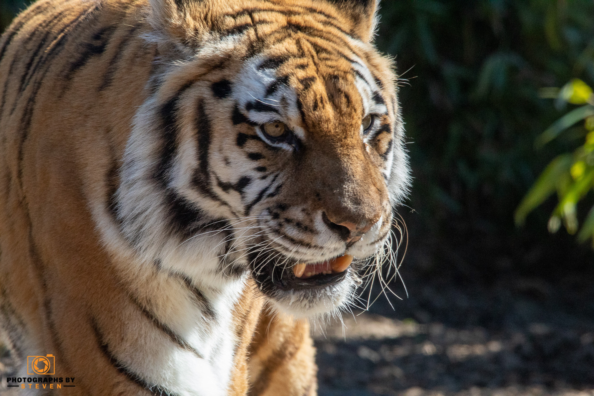 Tiger | Photographs by Steven