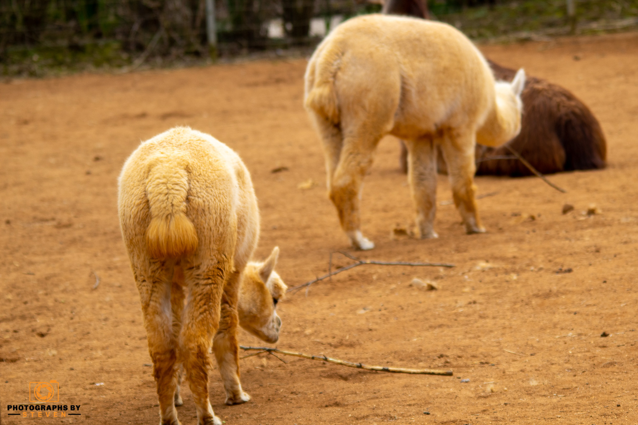 sheep — photograph by Steven