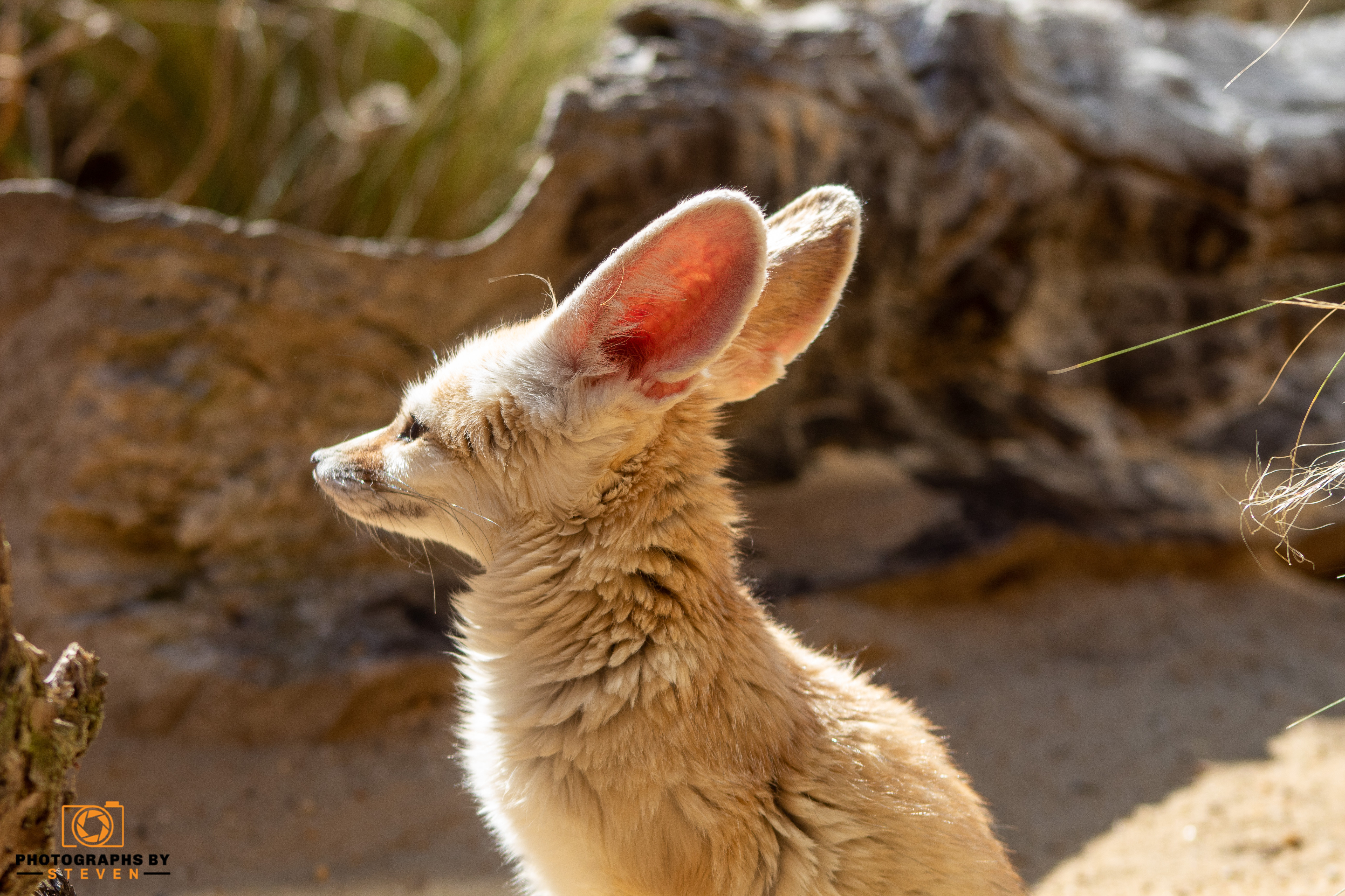 fennec fox — photograph by Steven