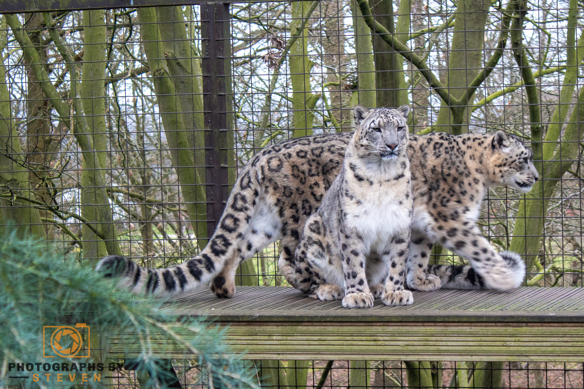 leopard — photograph by Steven