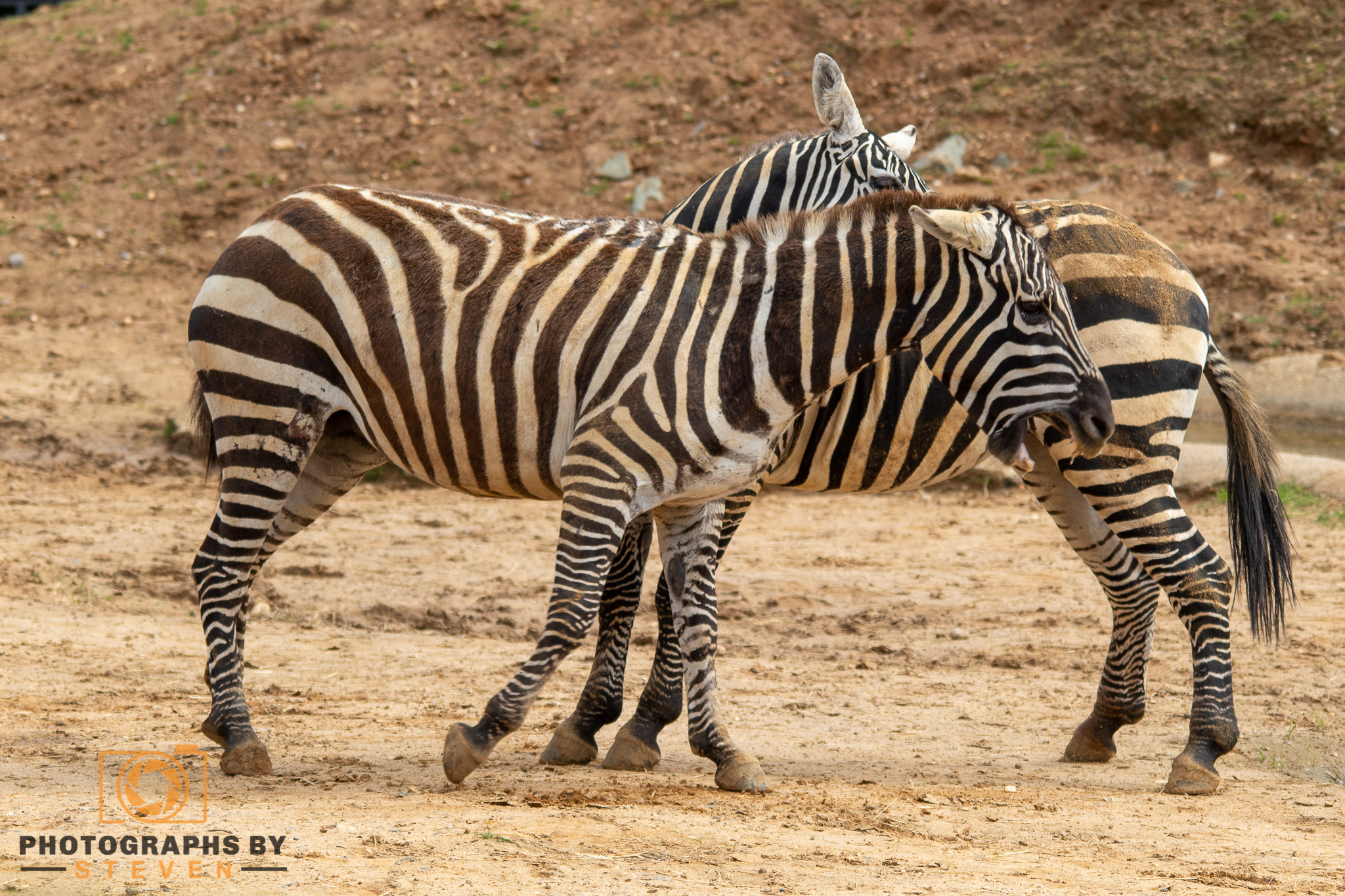 zebra — photograph by Steven