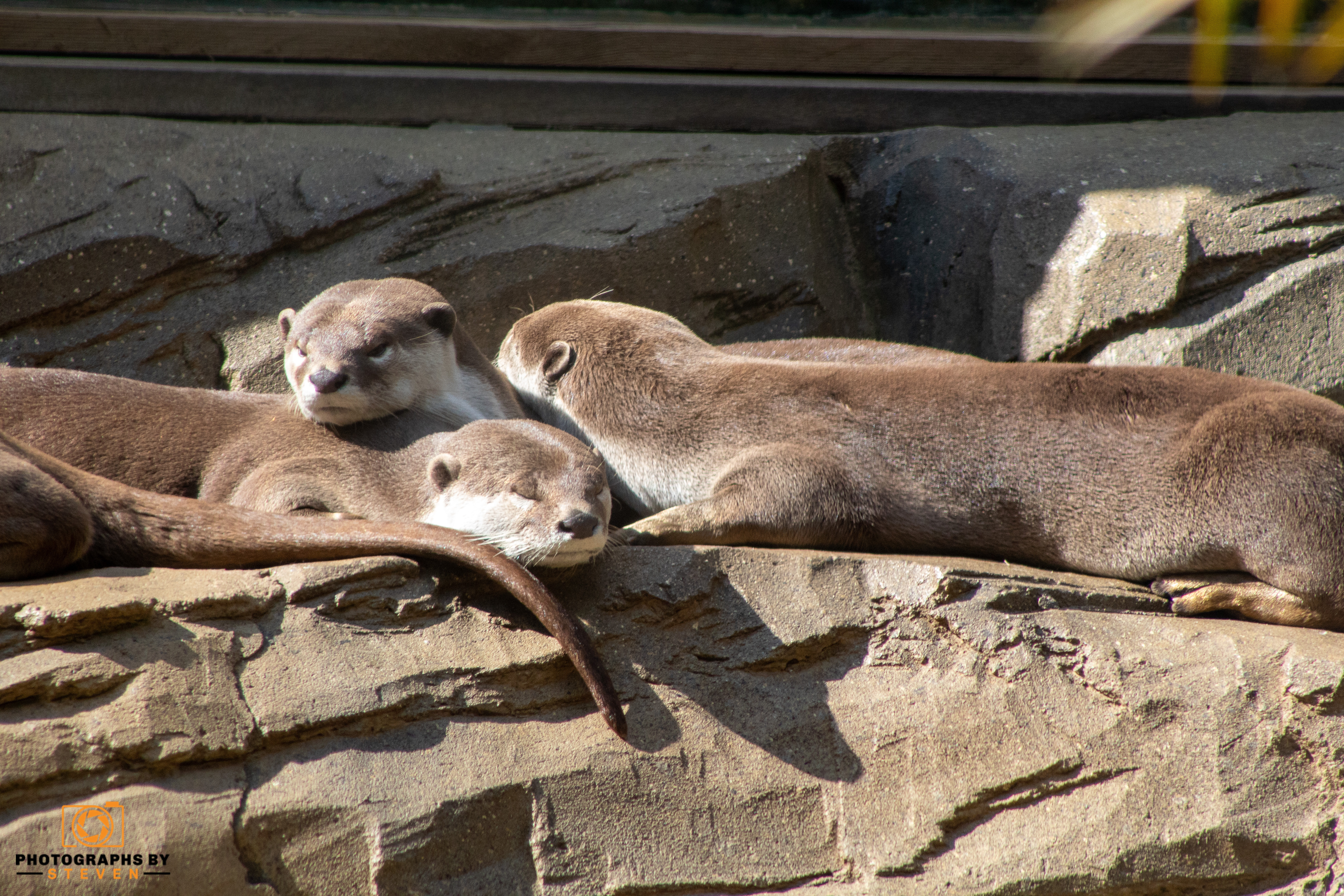 zoo — photograph by Steven