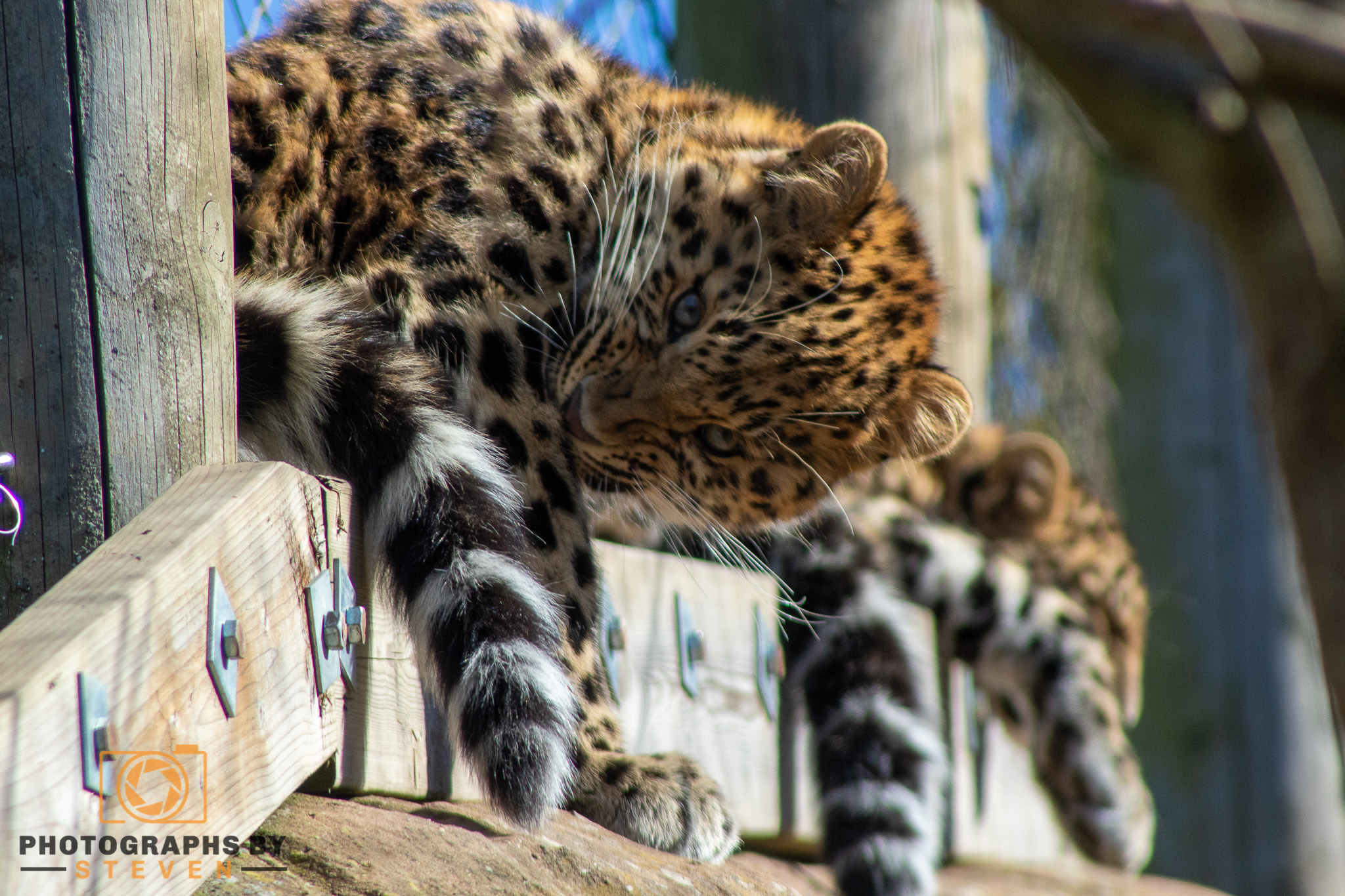 leopard — photograph by Steven