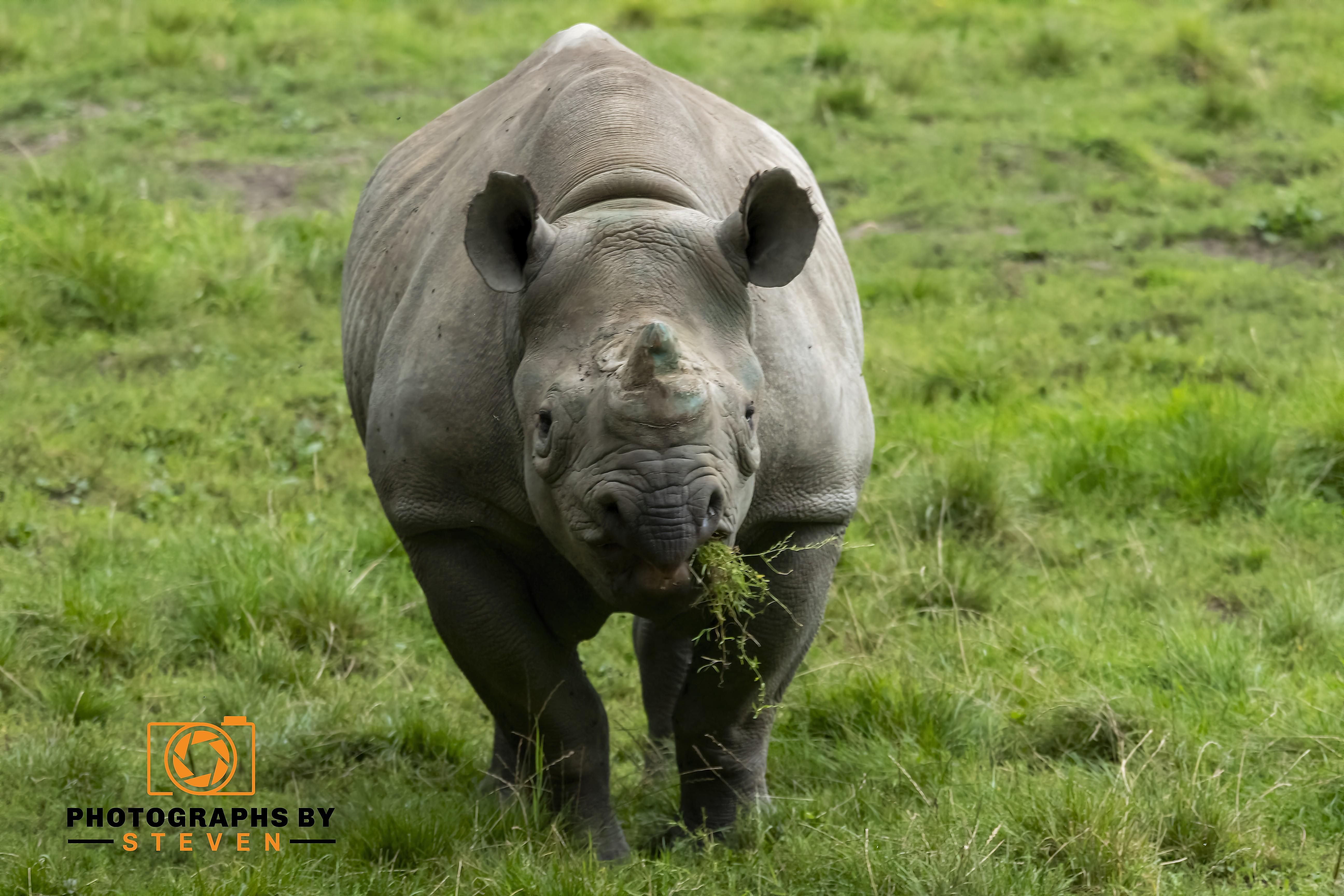 Rhino 2 3