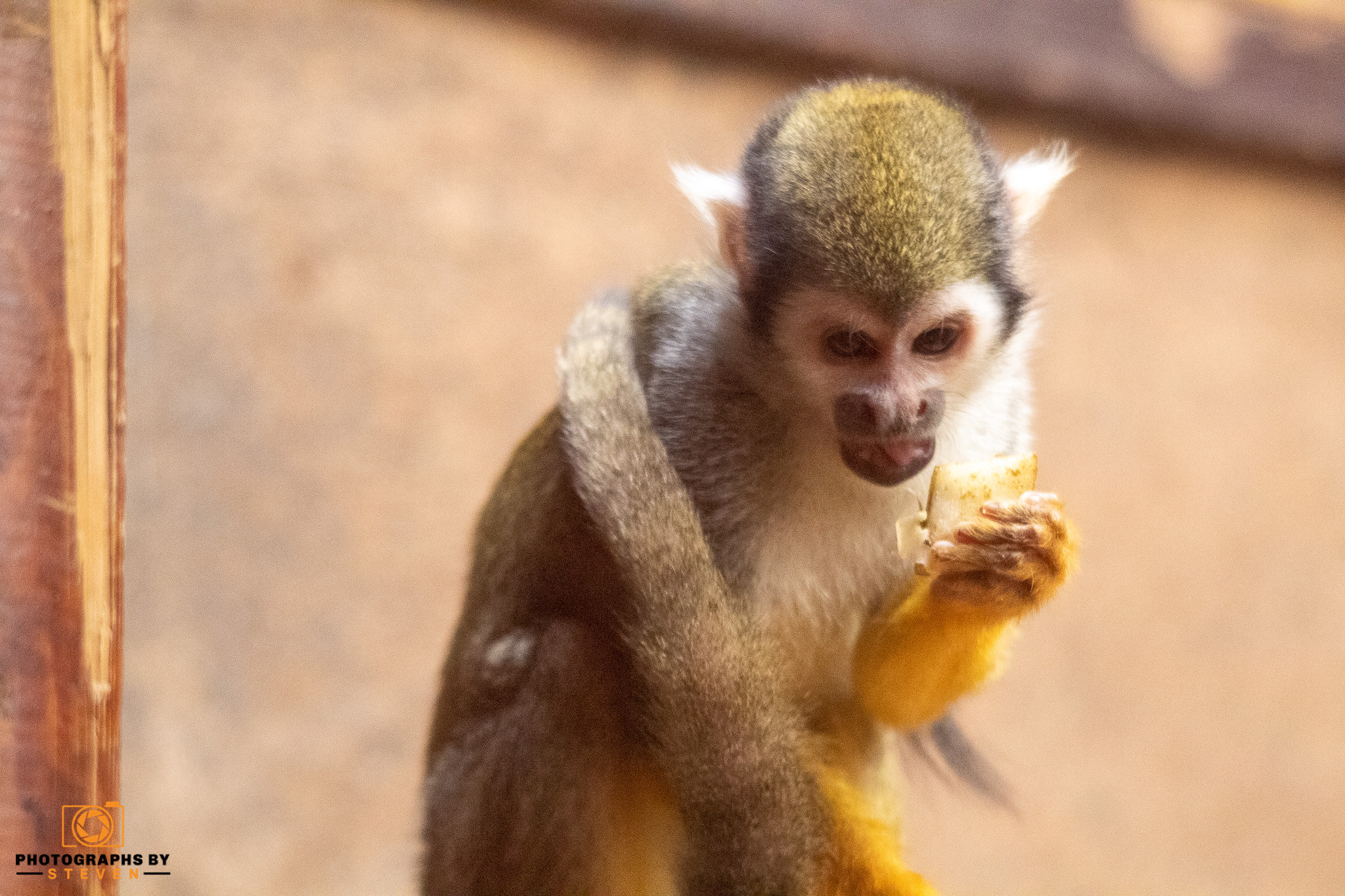 wildlife — photograph by Steven