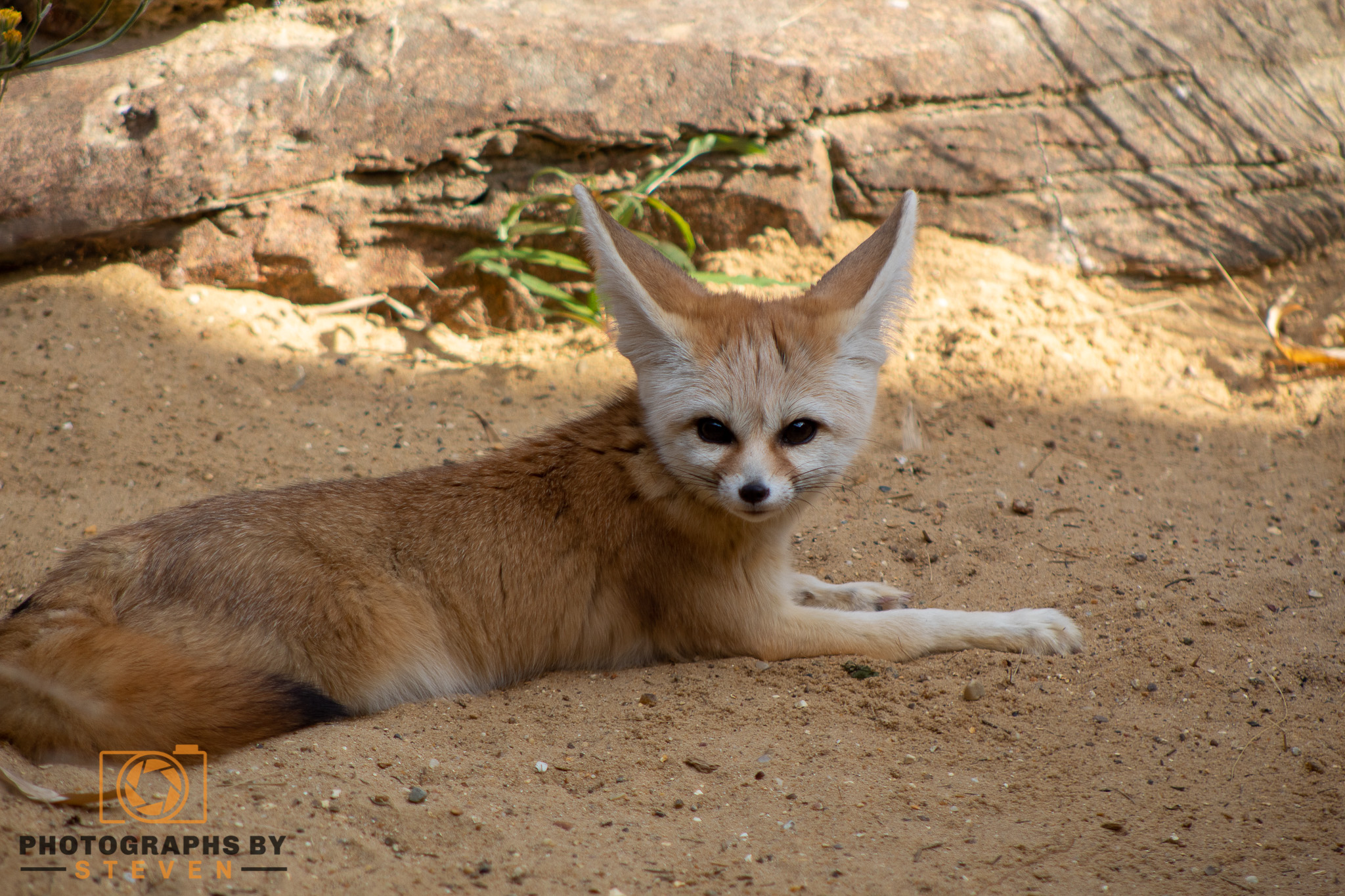 fennec fox — photograph by Steven