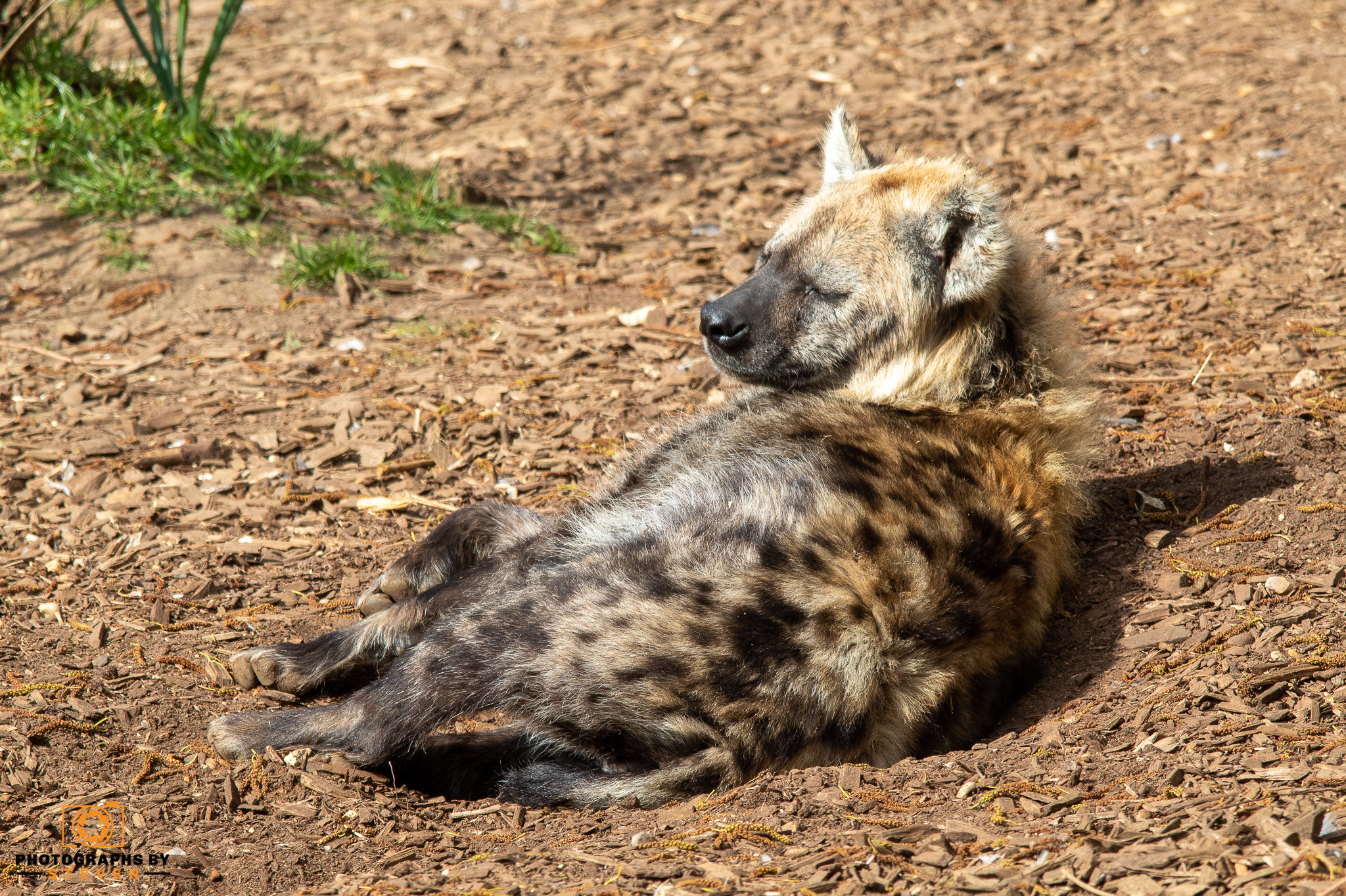 hyena — photograph by Steven