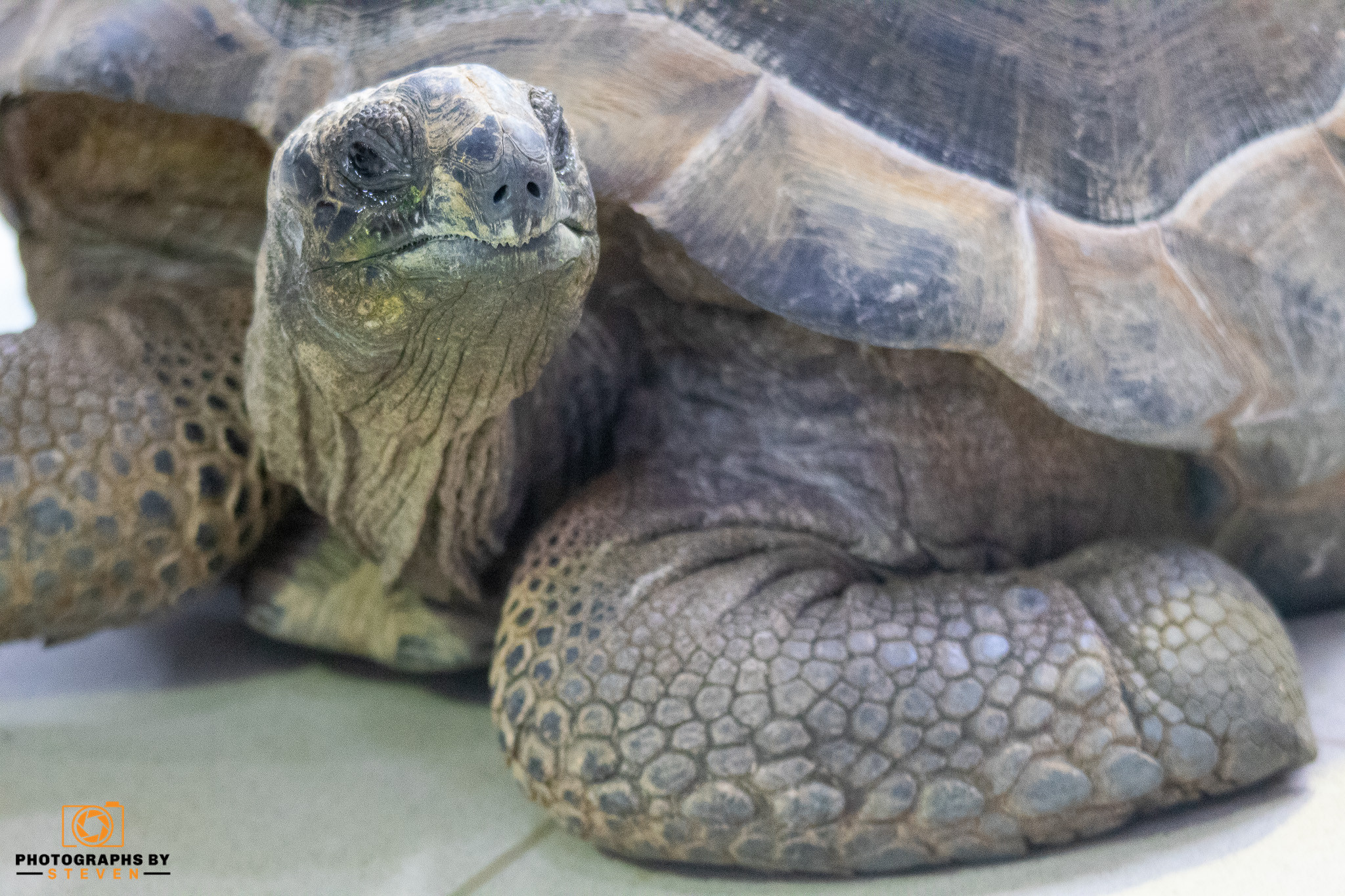 reptile — photograph by Steven