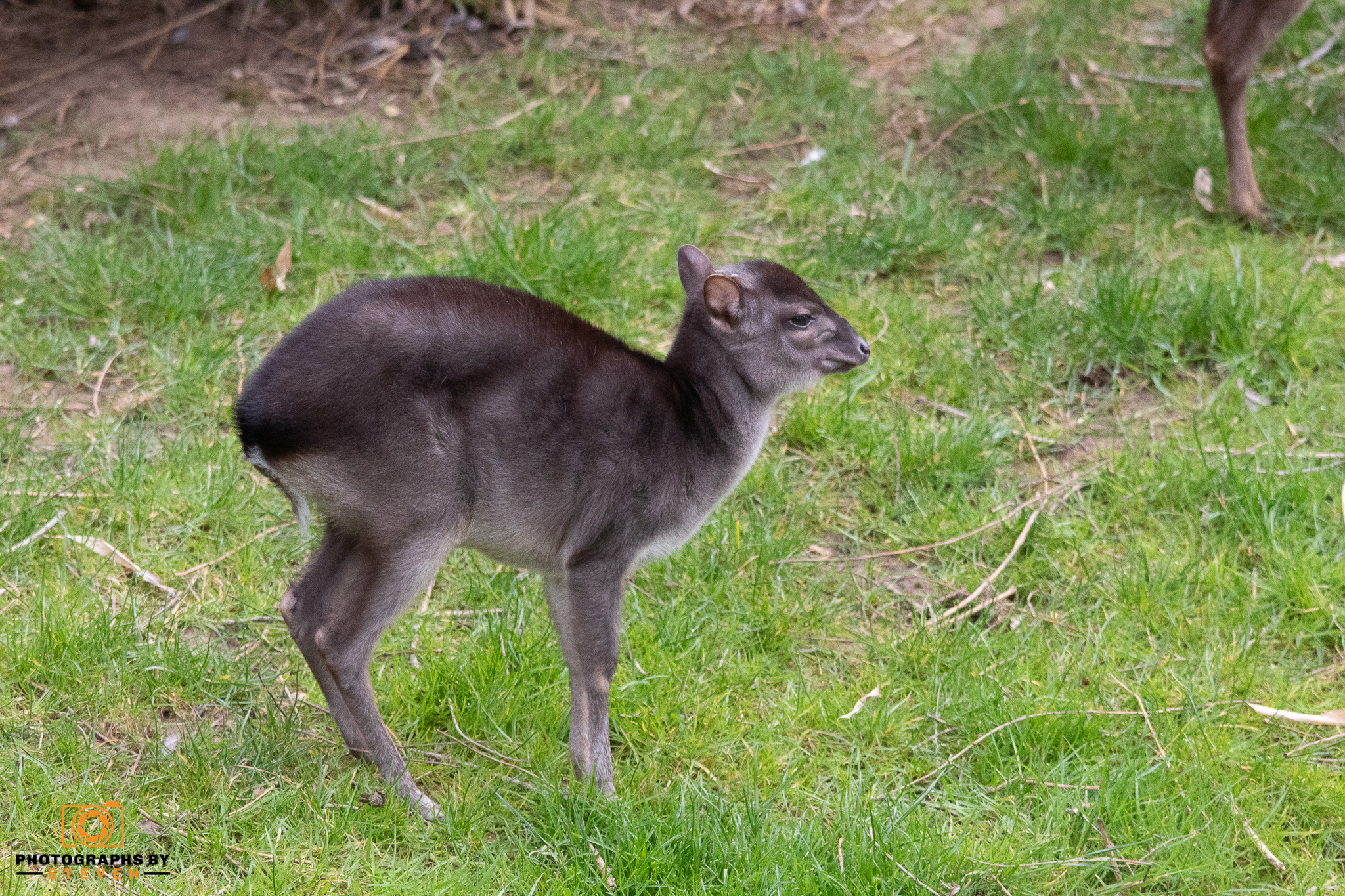 deer — photograph by Steven