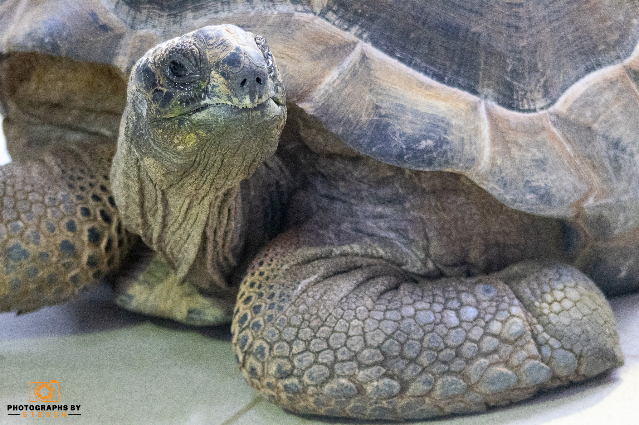 reptile — photograph by Steven