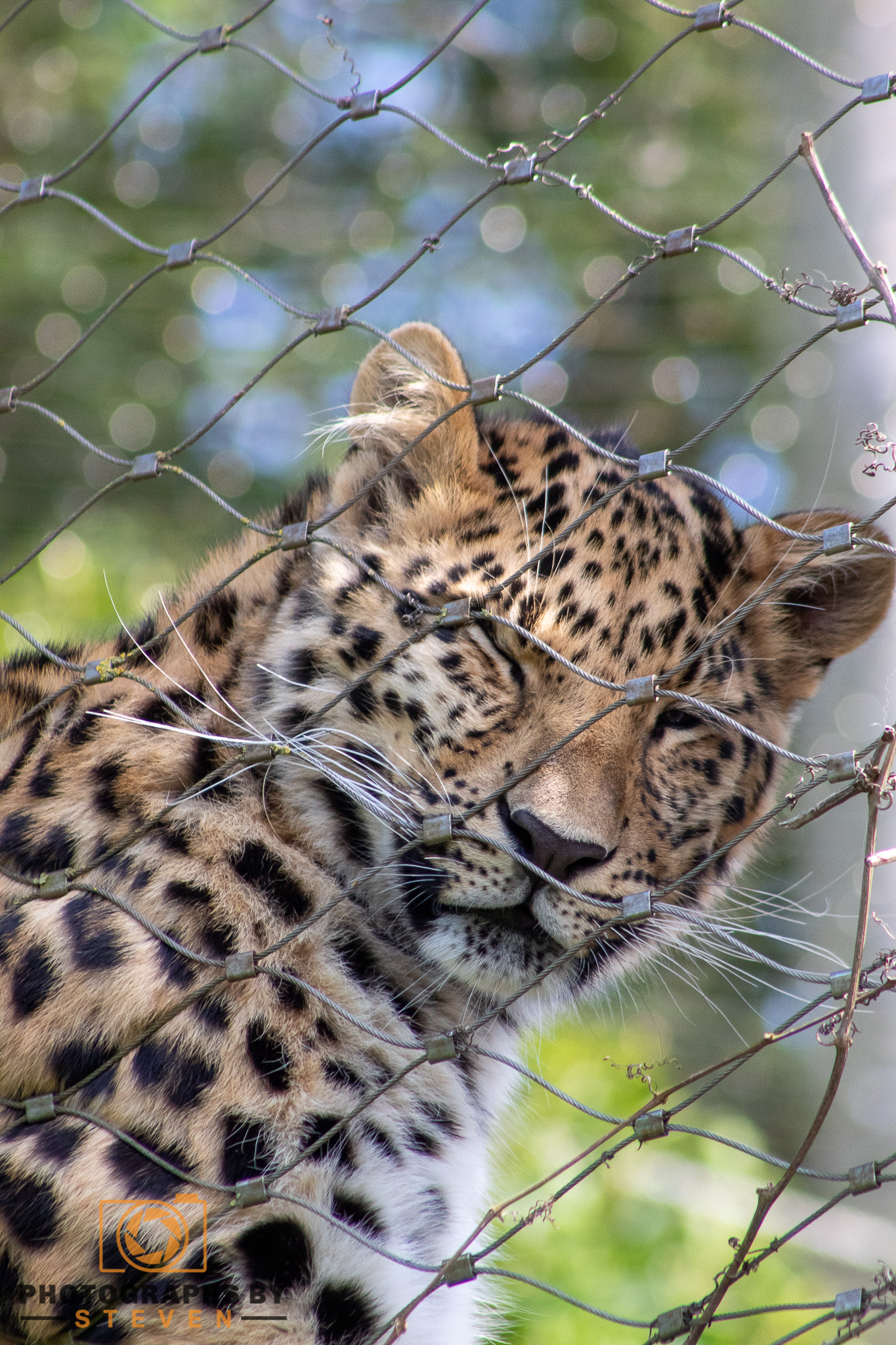 leopard — photograph by Steven