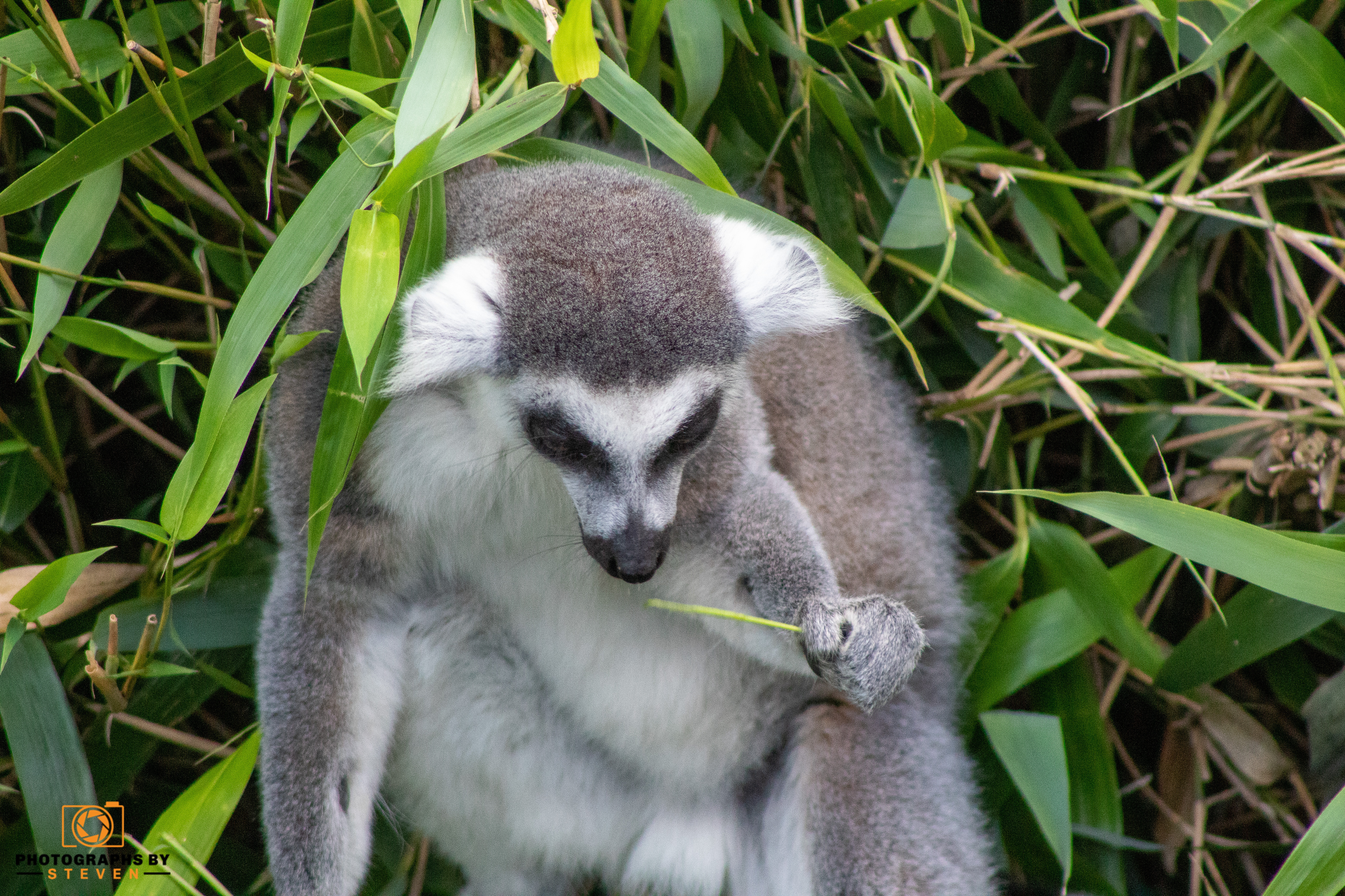 wildlife — photograph by Steven