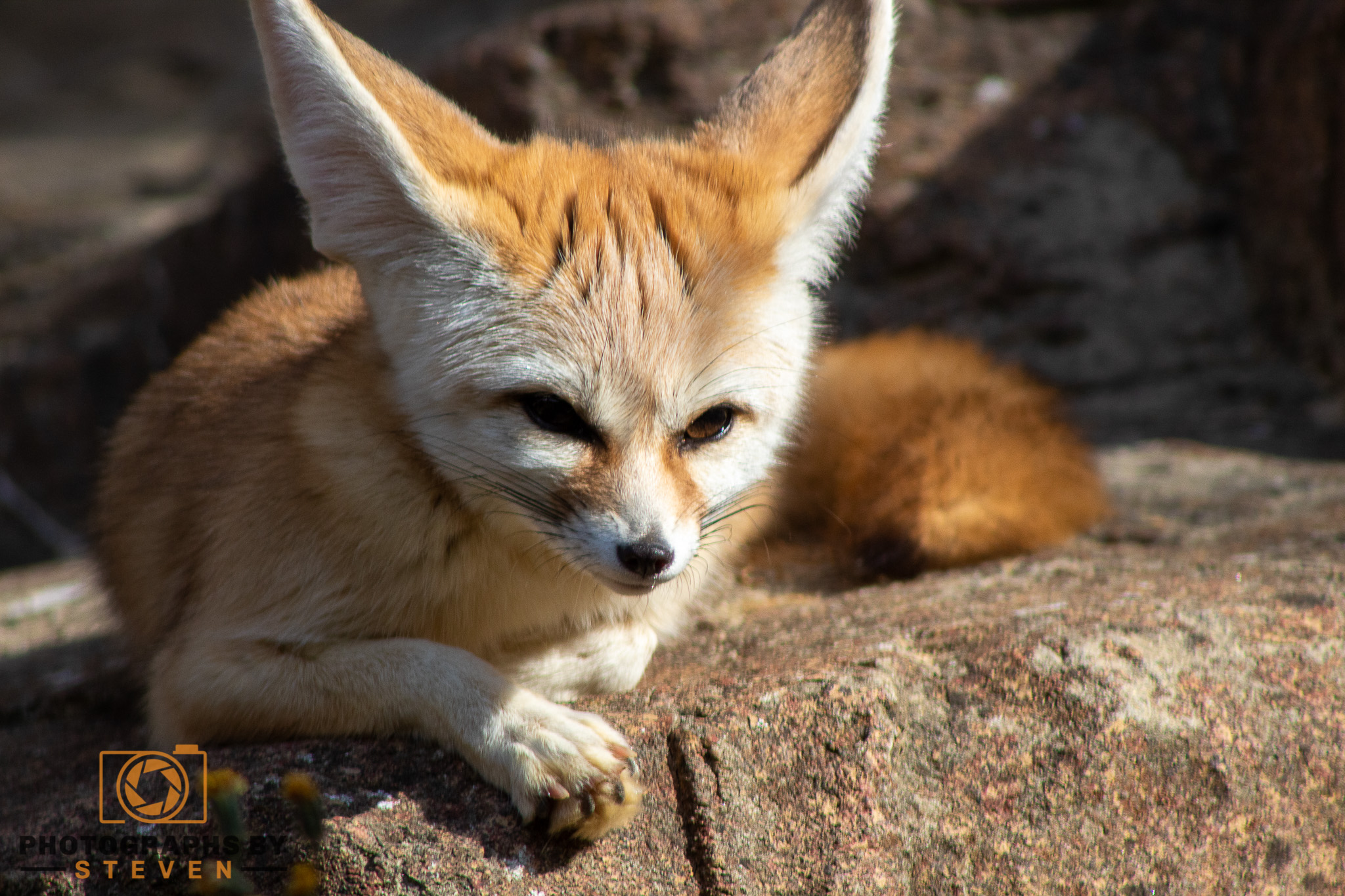 fennec fox — photograph by Steven