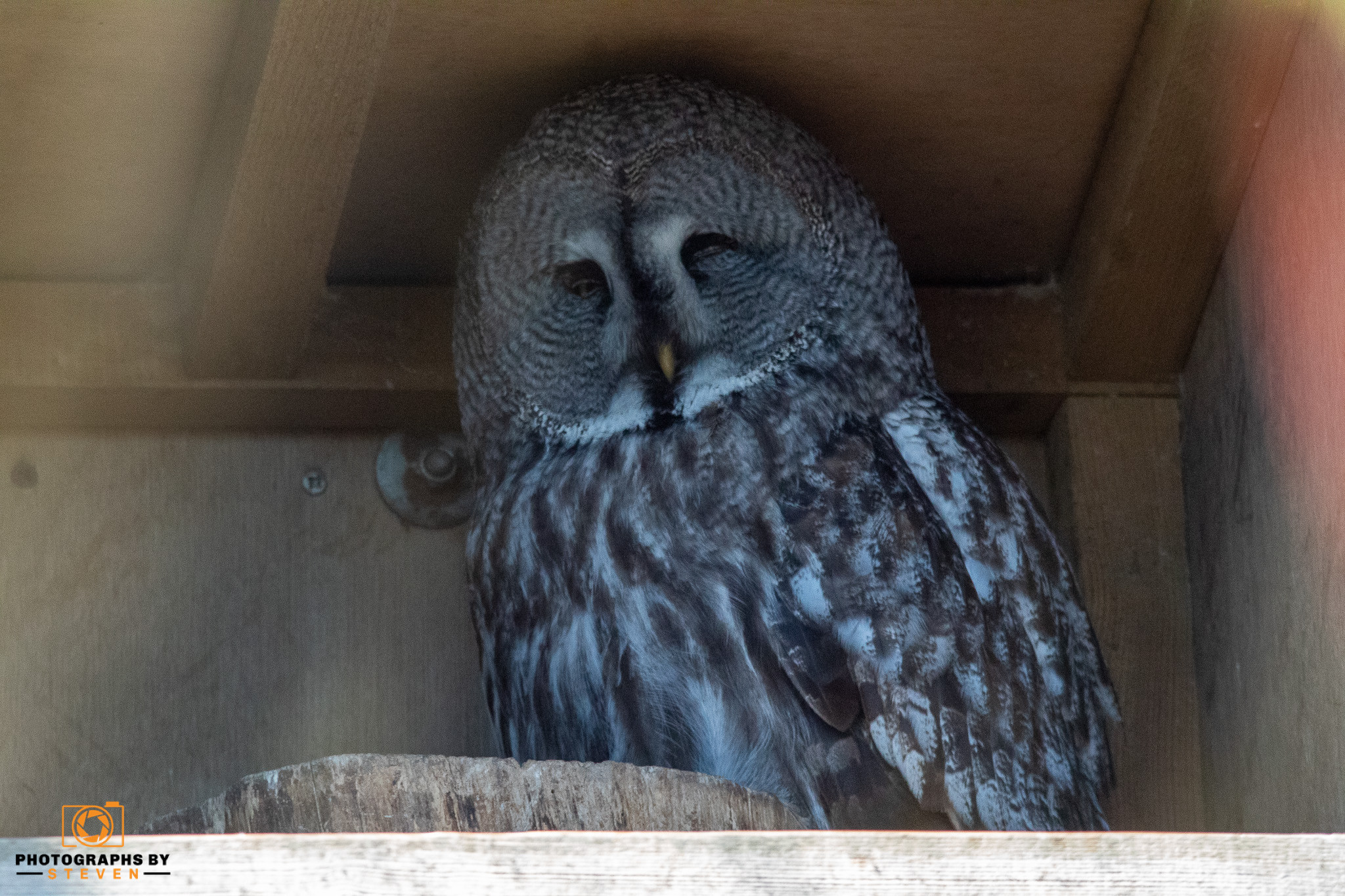 owl — photograph by Steven