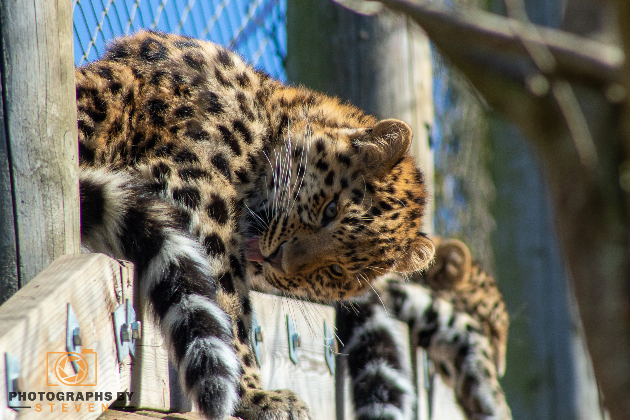 leopard — photograph by Steven