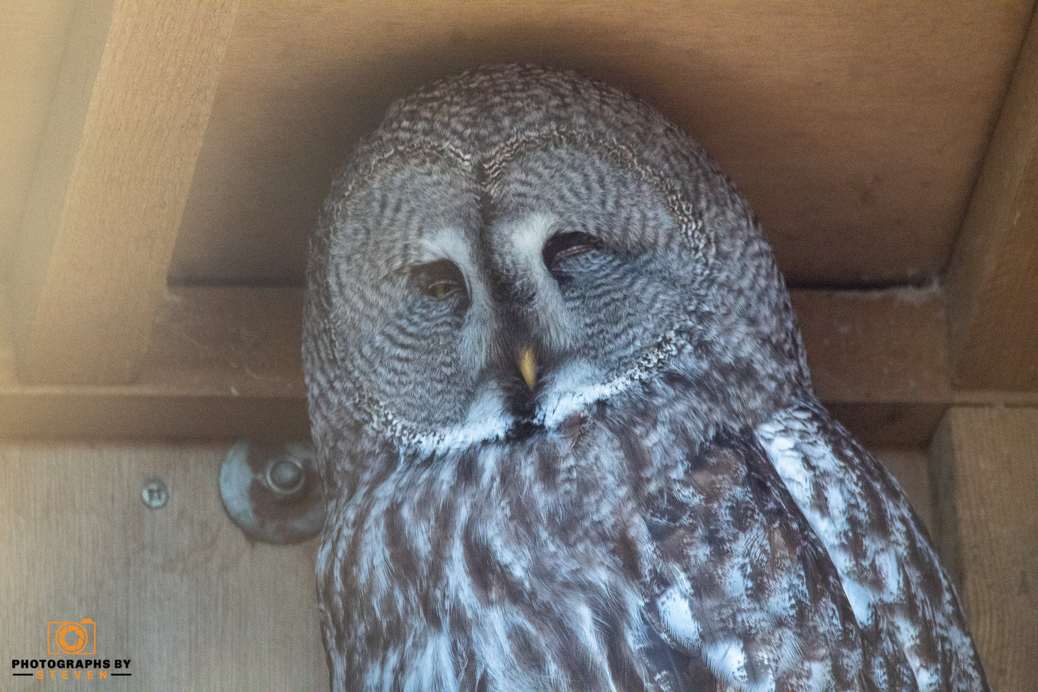 owl — photograph by Steven