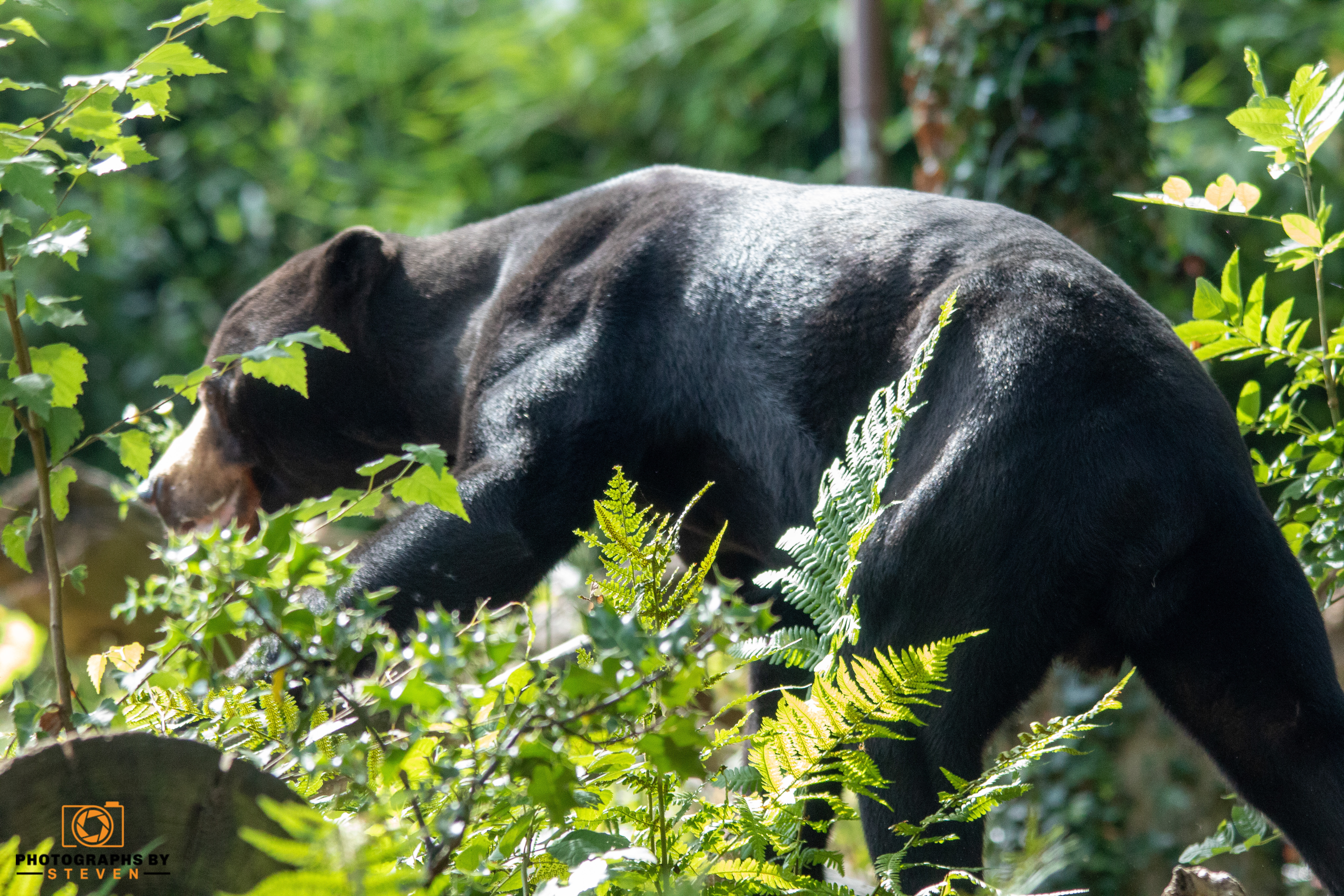 wildlife — photograph by Steven