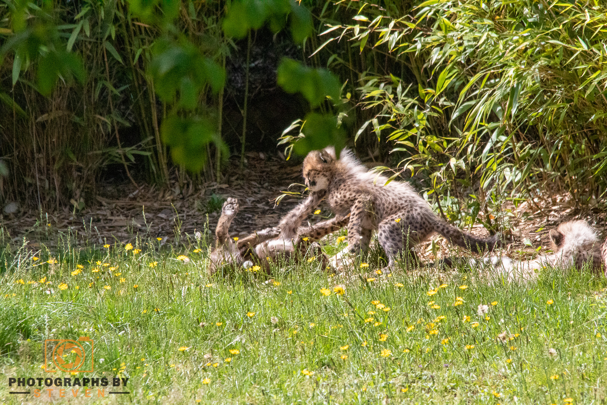 wildlife — photograph by Steven
