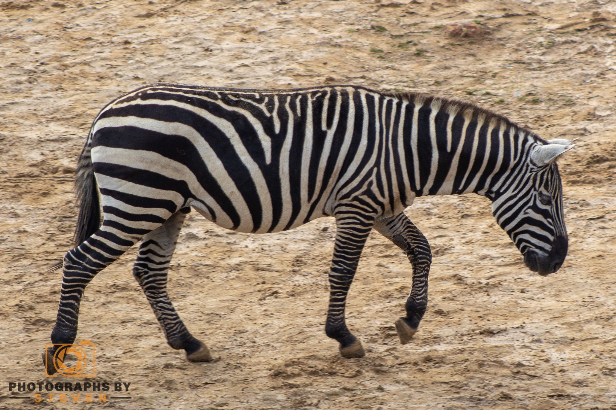 zebra — photograph by Steven